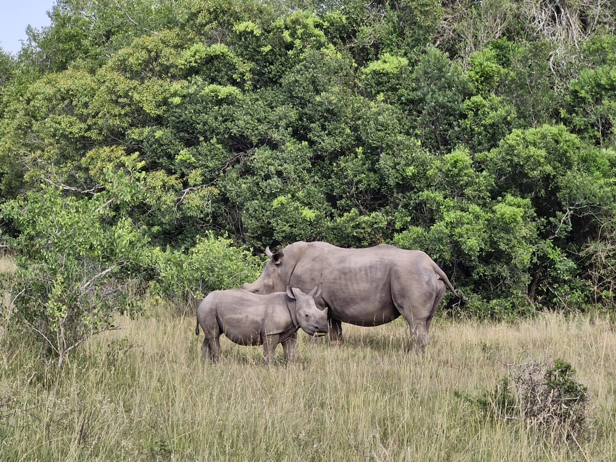 Luis Patel - Rhino mother and calf at Phinda in the bush