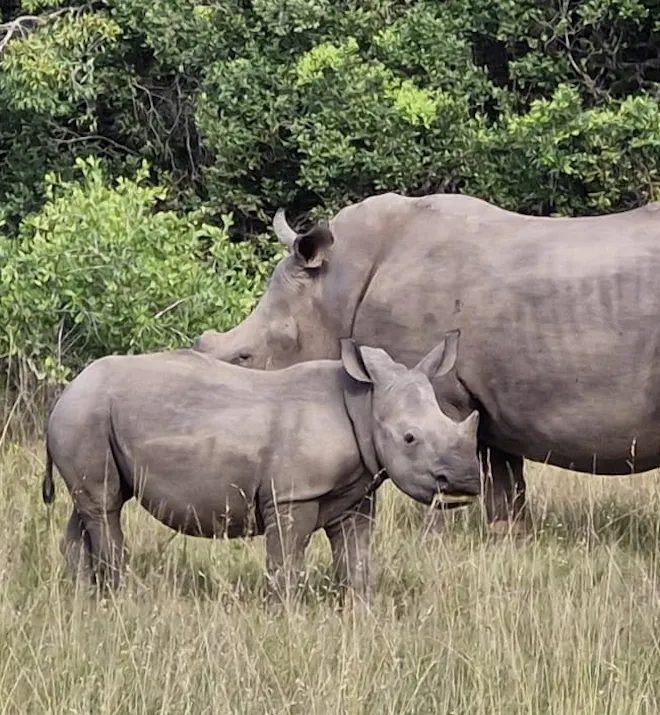 Luis Patel - Rhino mother and calf at Phinda in the bush