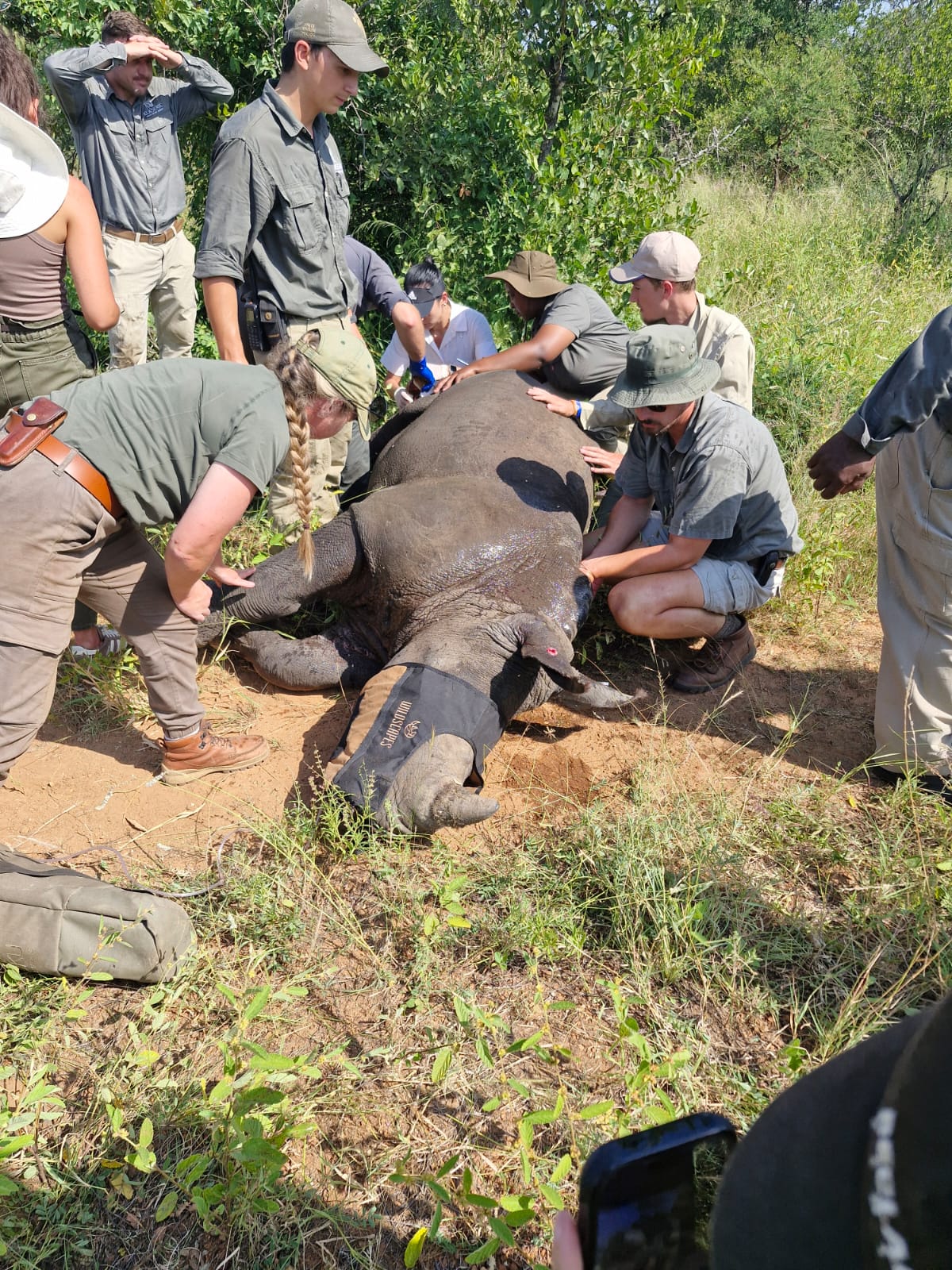 Luis Patel - Sedated rhino receiving veterinary assistance at Vikela