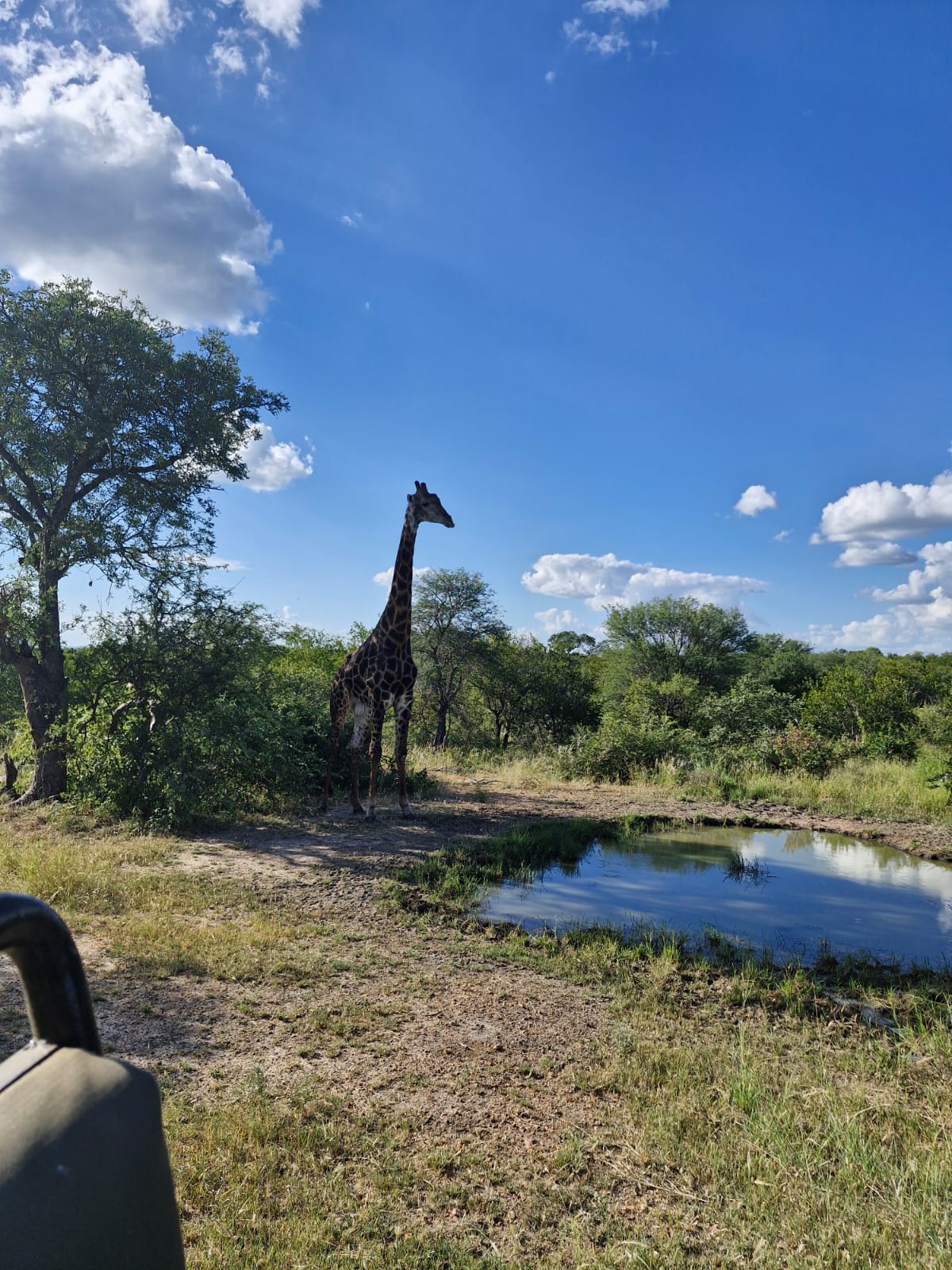 Luis Patel - Giraffe by the water at Vikela
