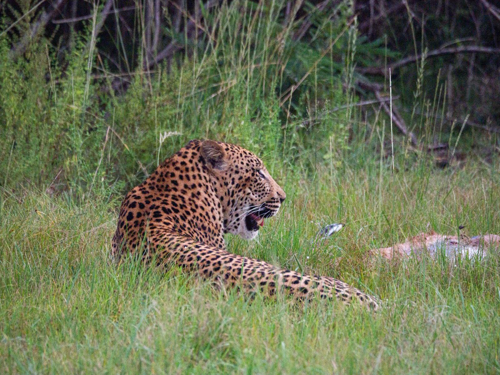 Luis Patel - Leopard in the grass at Phinda