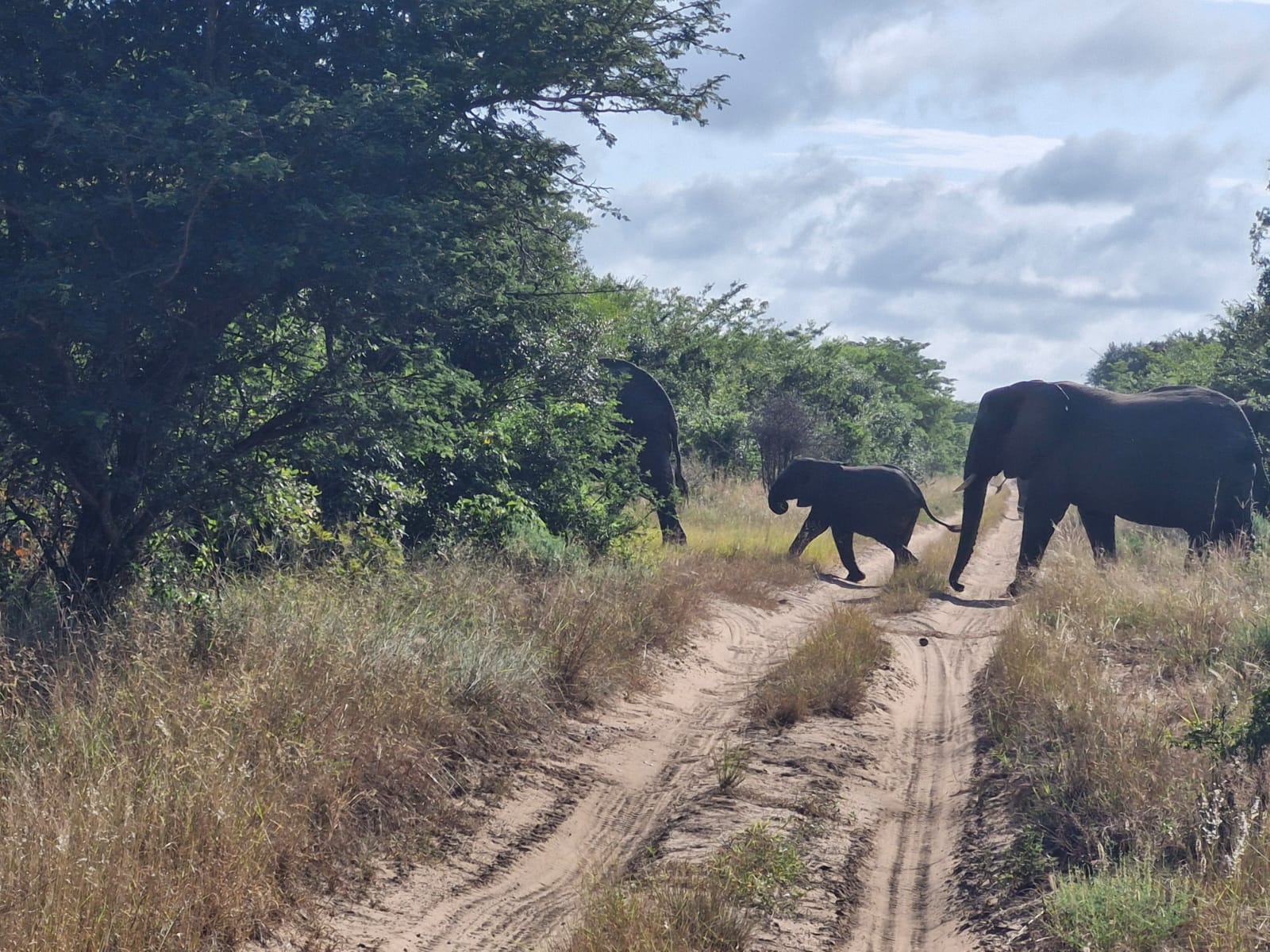 Luis Patel - Elephant herd walking through the bush at Phinda