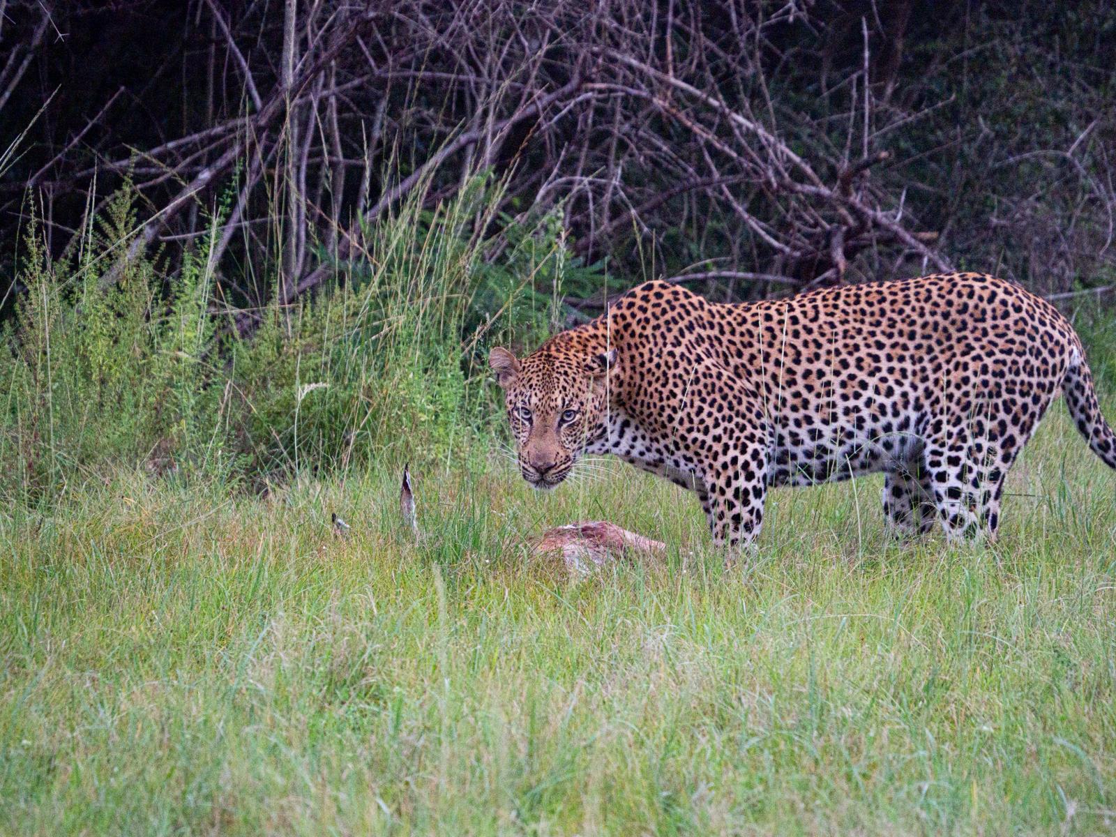 Luis Patel - Leopard protecting its prey in the grass at Phinda