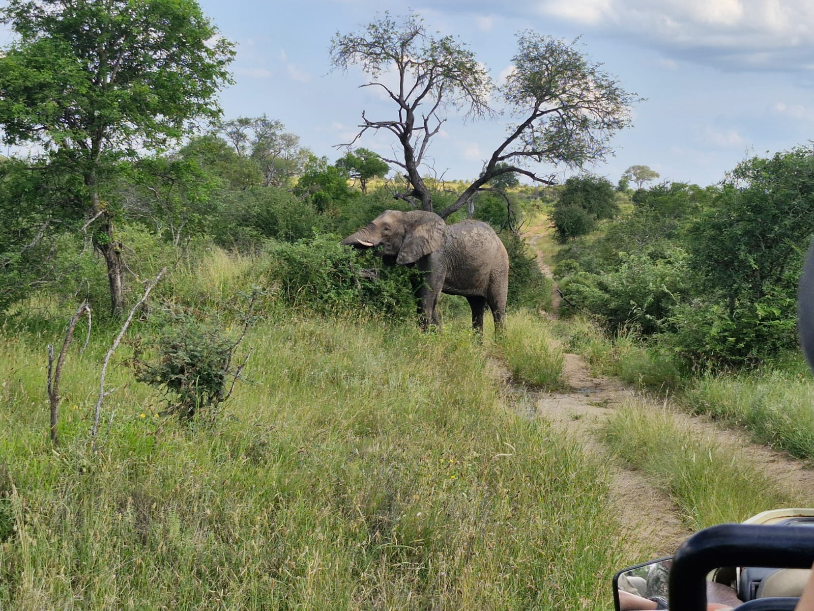 Luis Patel - Elephant in the bush at Vikela