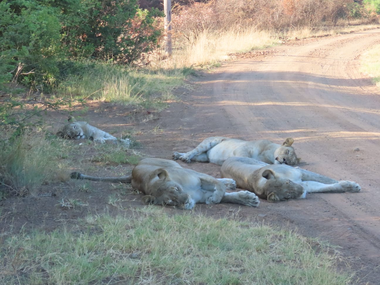 Luis Patel - Lion pride resting together at Phinda
