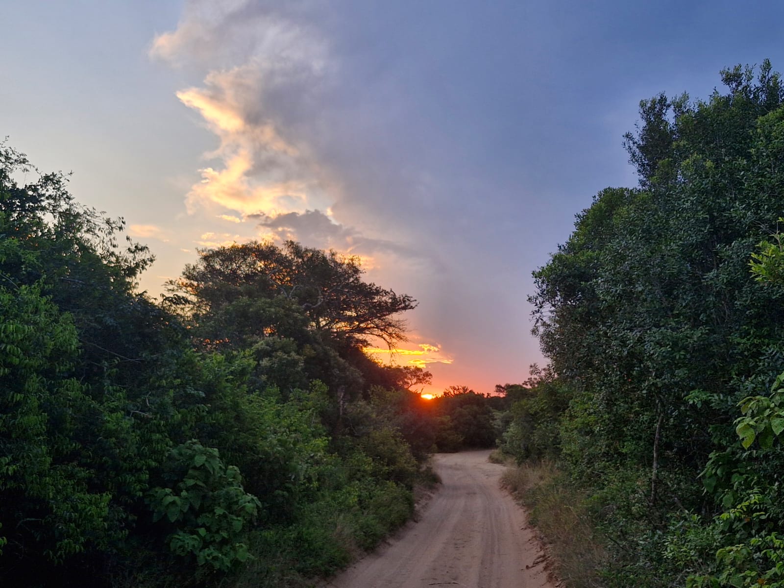 Luis Patel - Phinda sunset