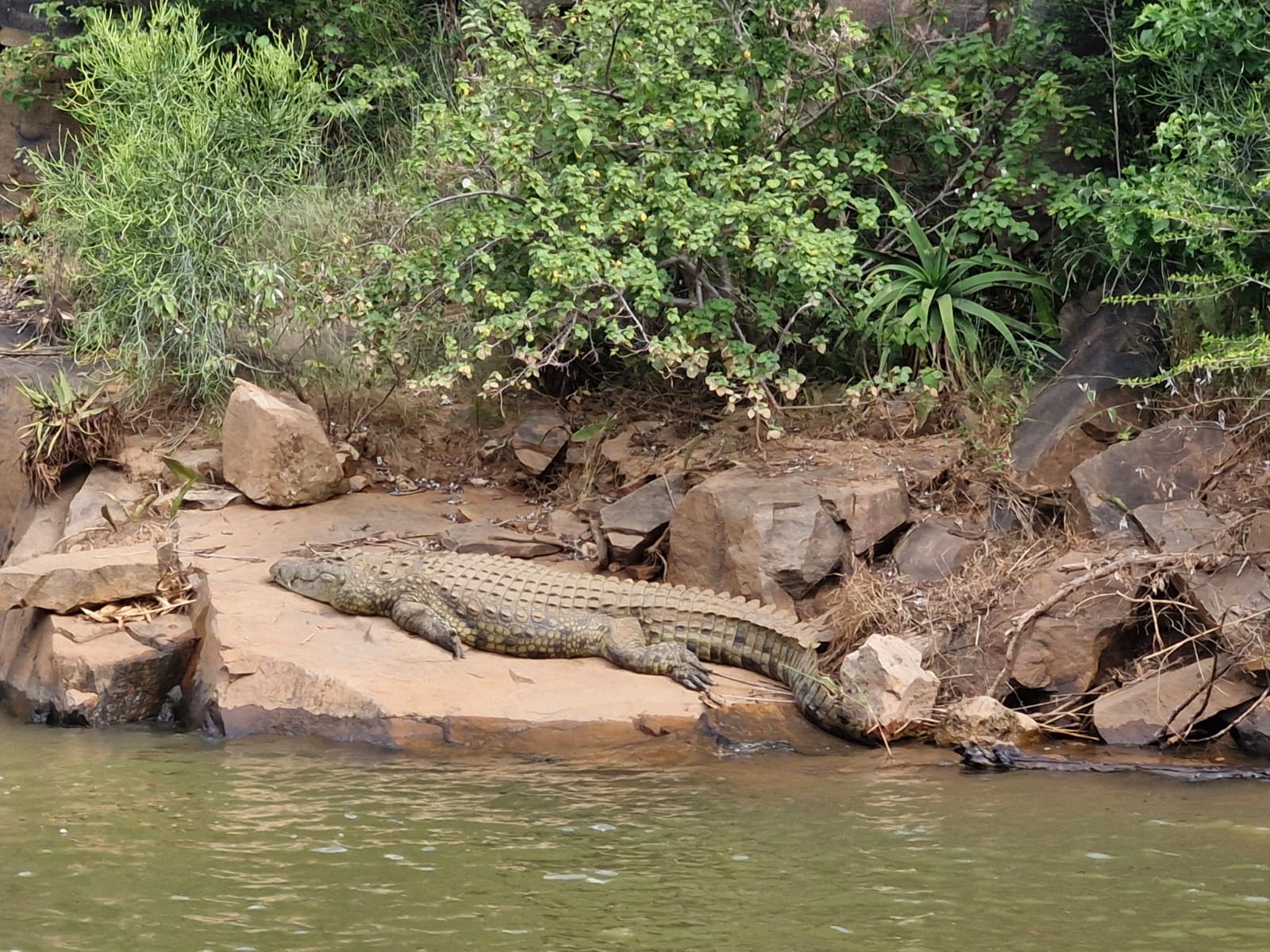 Luis Patel - Crocodile resting by the water at Vikela