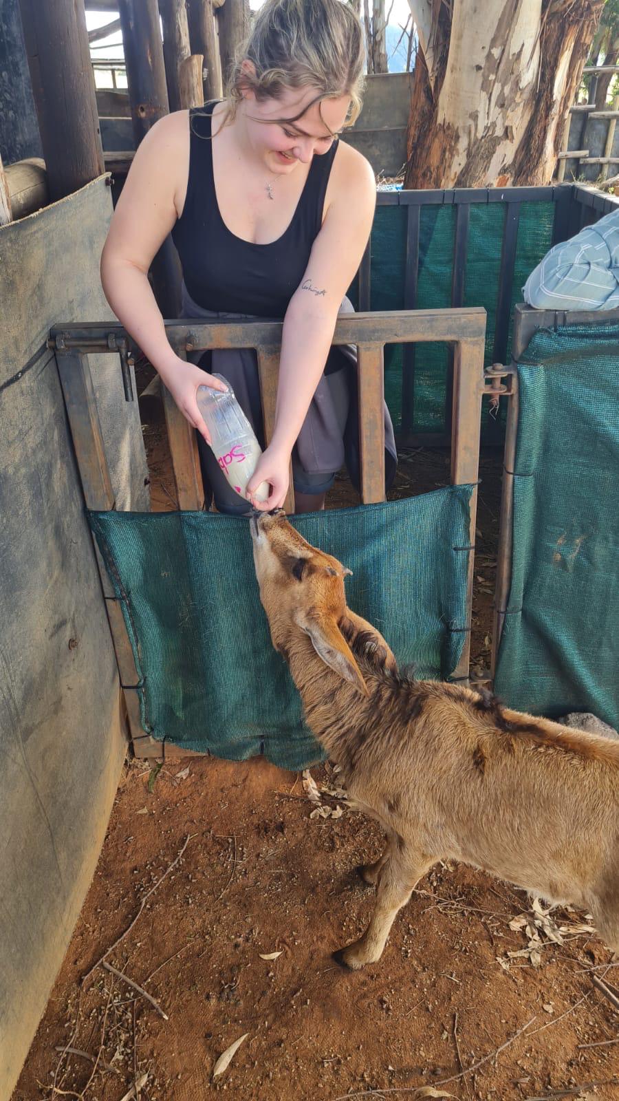 Lydia Cartwright - Feeding Sable Antelope