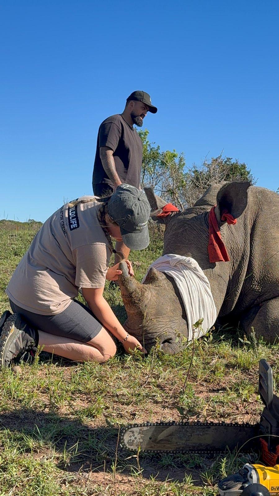 Lydia Cartwright - Rhino Horn Measuring