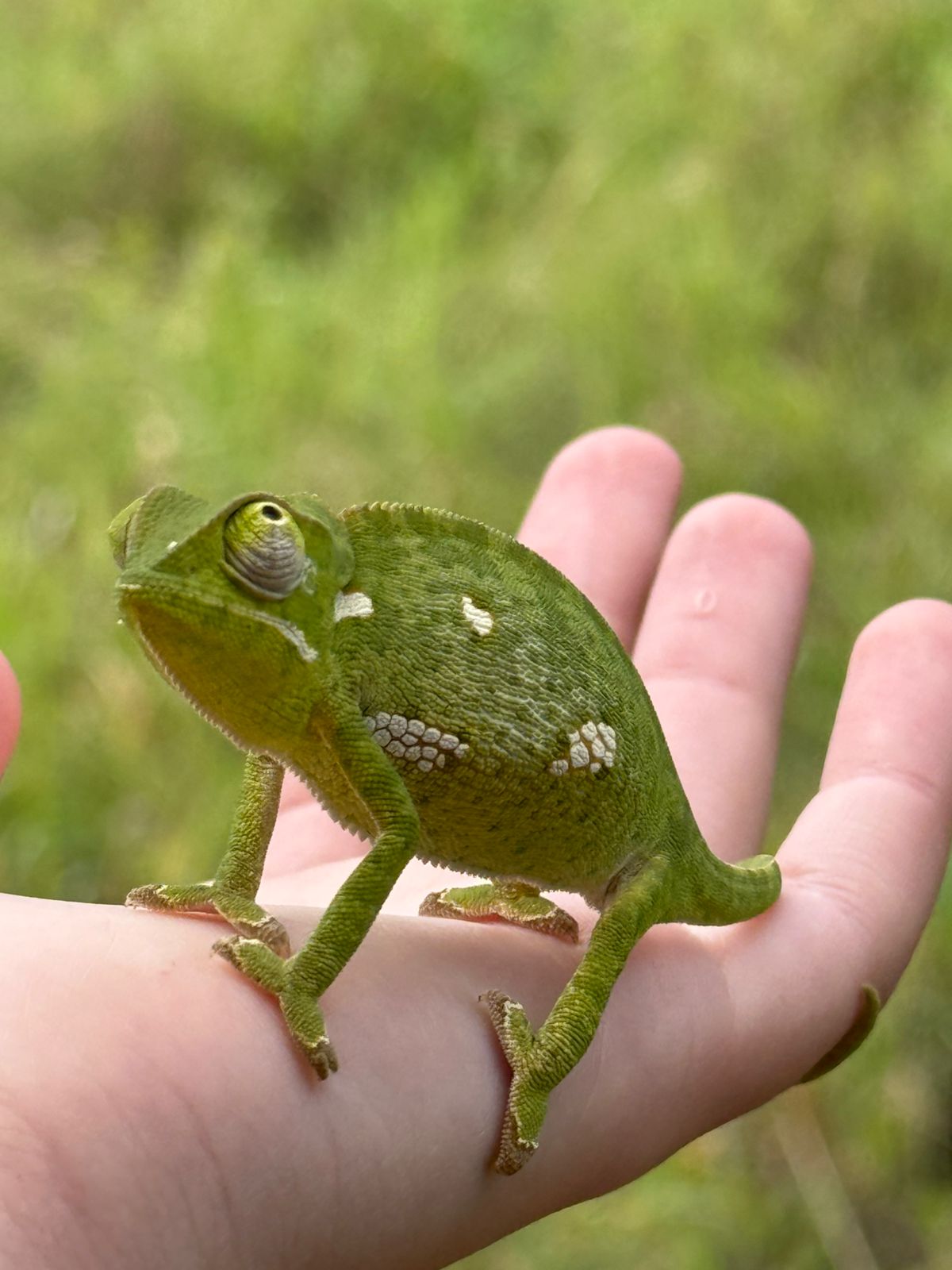 Juan Linares: chameleon up close
