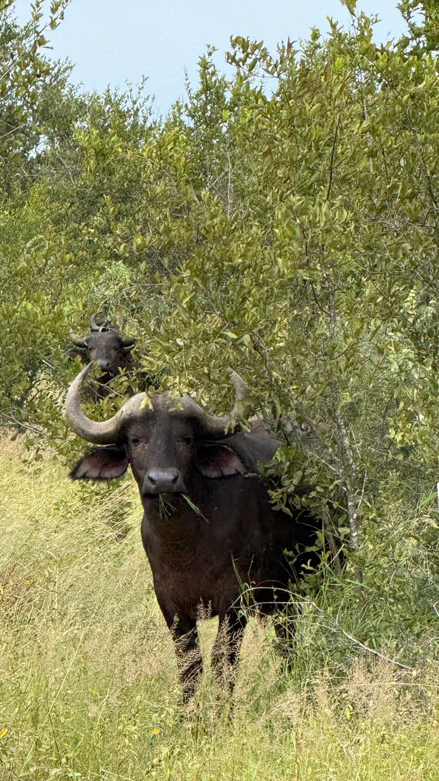 Juan Linares: buffalo in the bush 