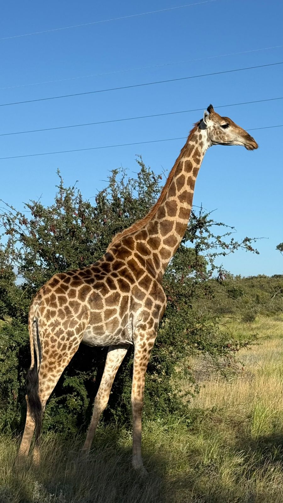 Juan Linares: giraffe in the bush