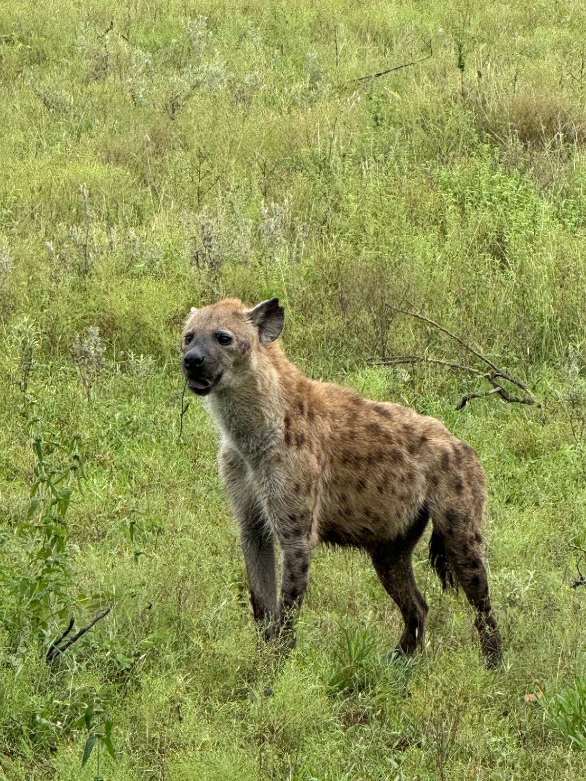 Juan Linares: hyena in the bush