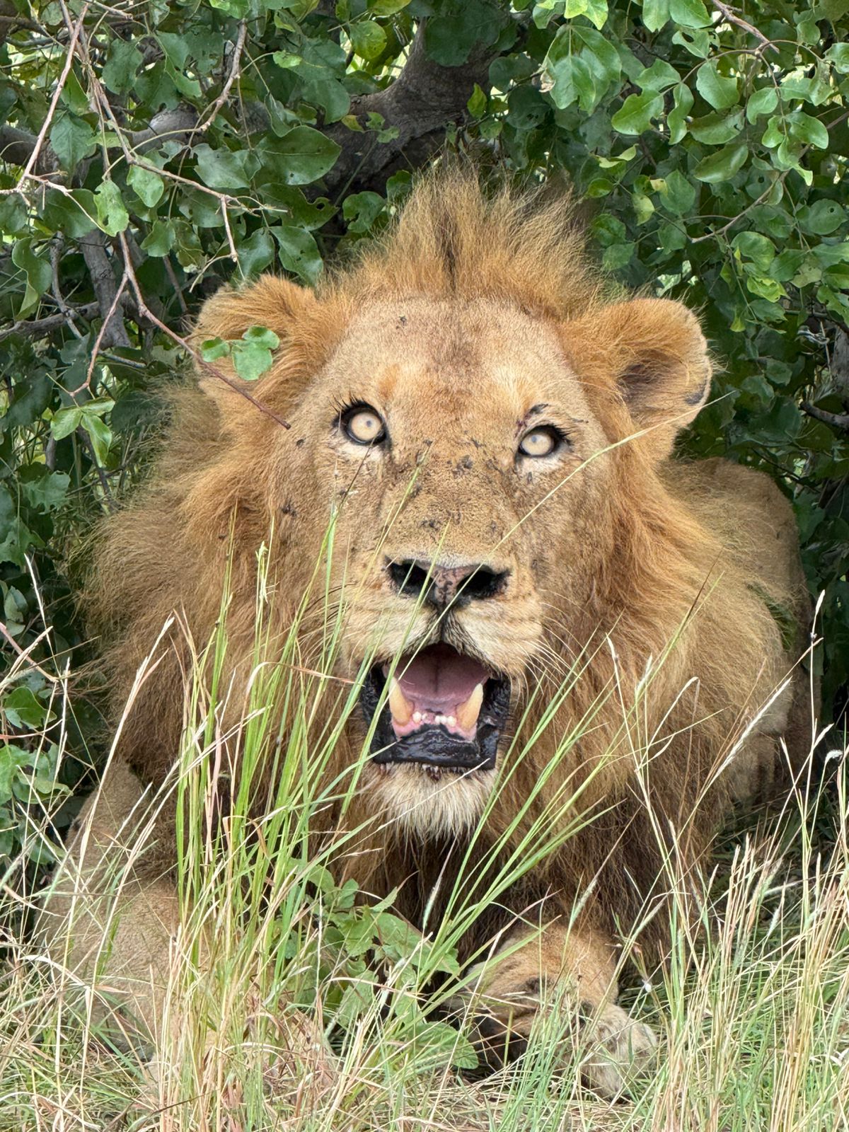 Juan Linares: lion close up 