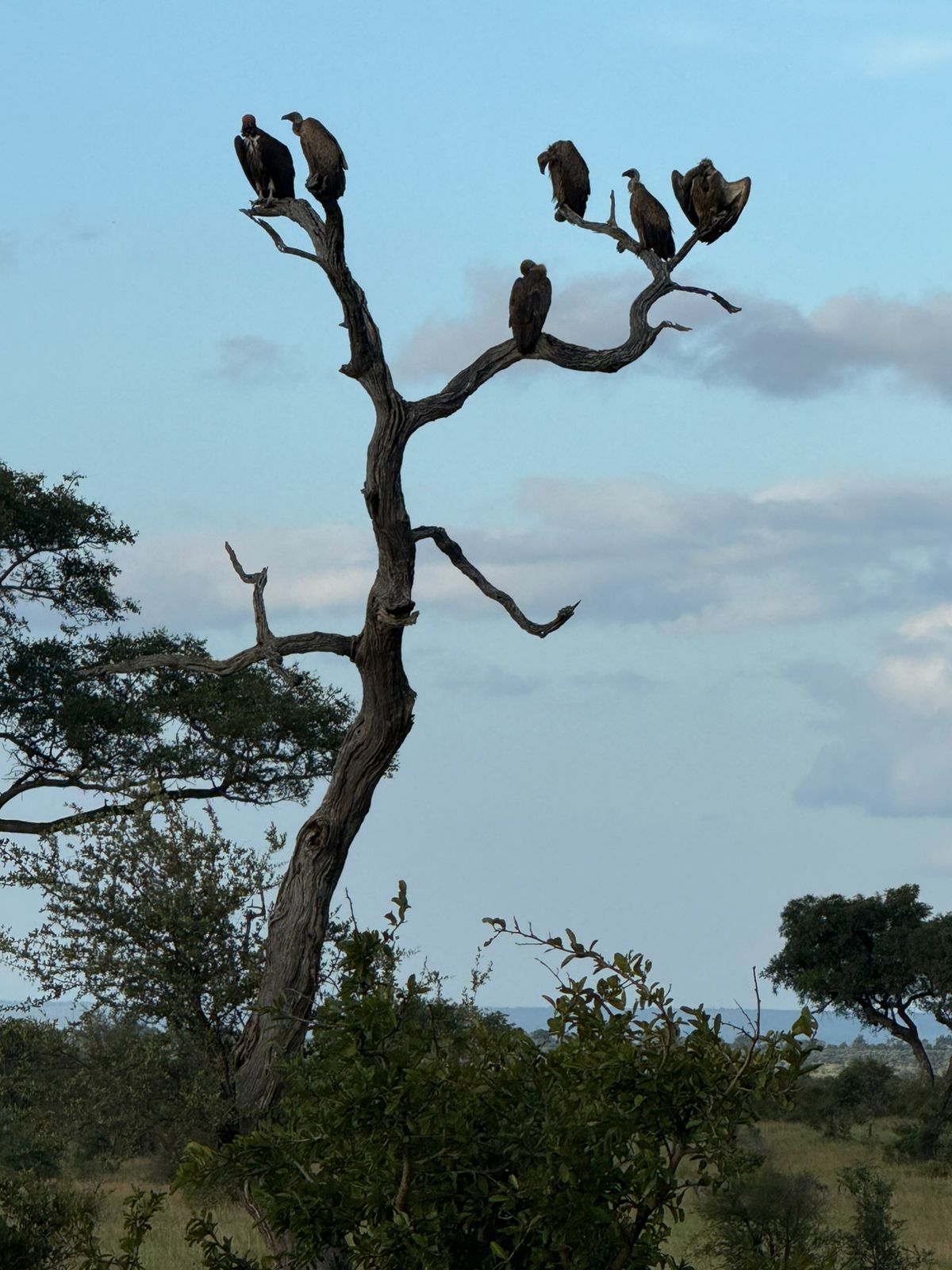 Juan Linares: vultures in a tree