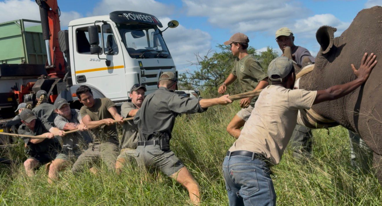 Rodrigo Palos - Rhino horn trim 