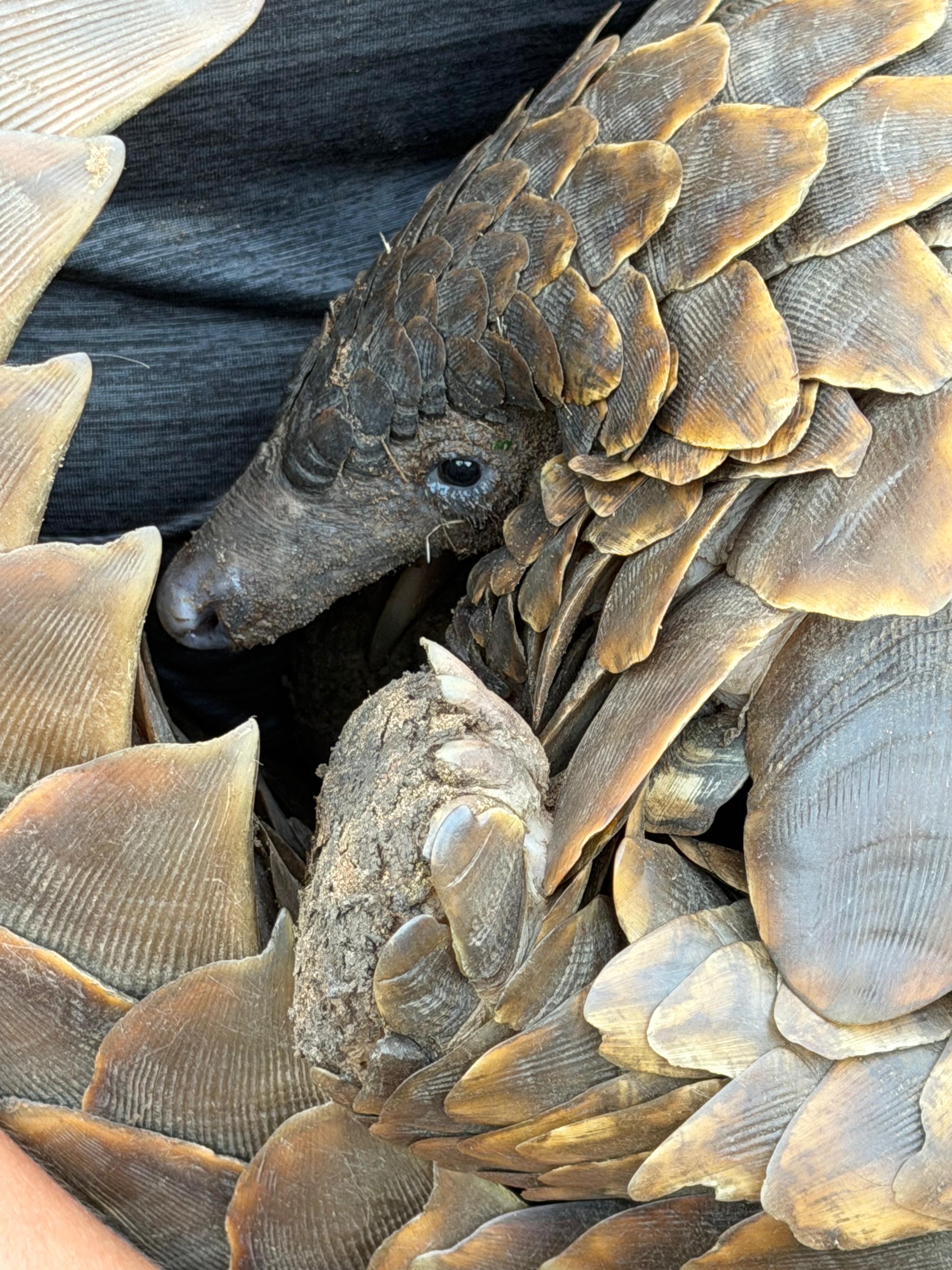 Rodrigo Palos - Pangolin Closeup