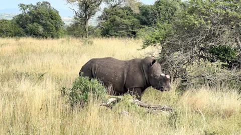 Rodrigo Palos - Rhino horn has been trimmed