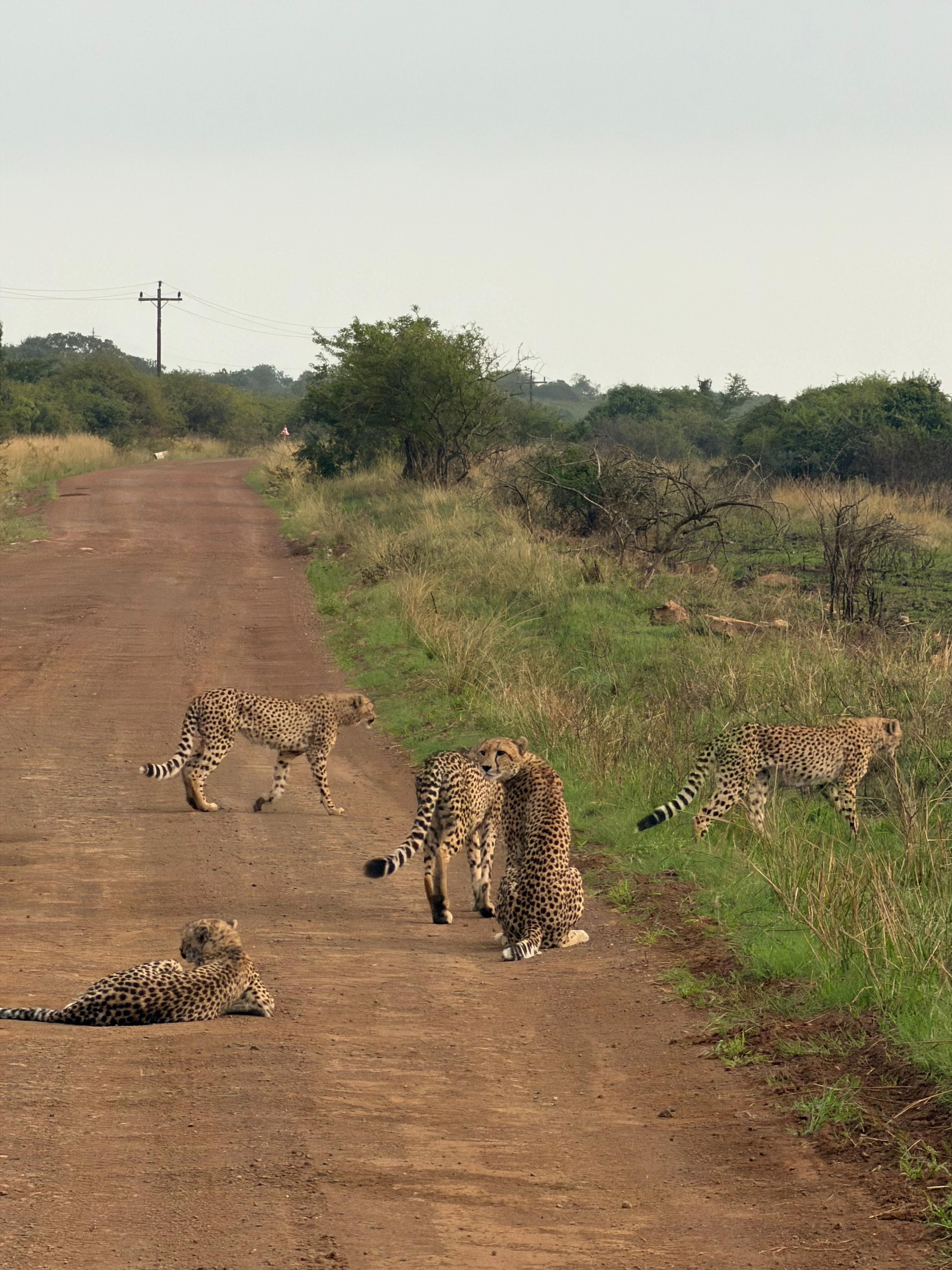 Rodrigo Palos - Cheetahs in the middle of the road