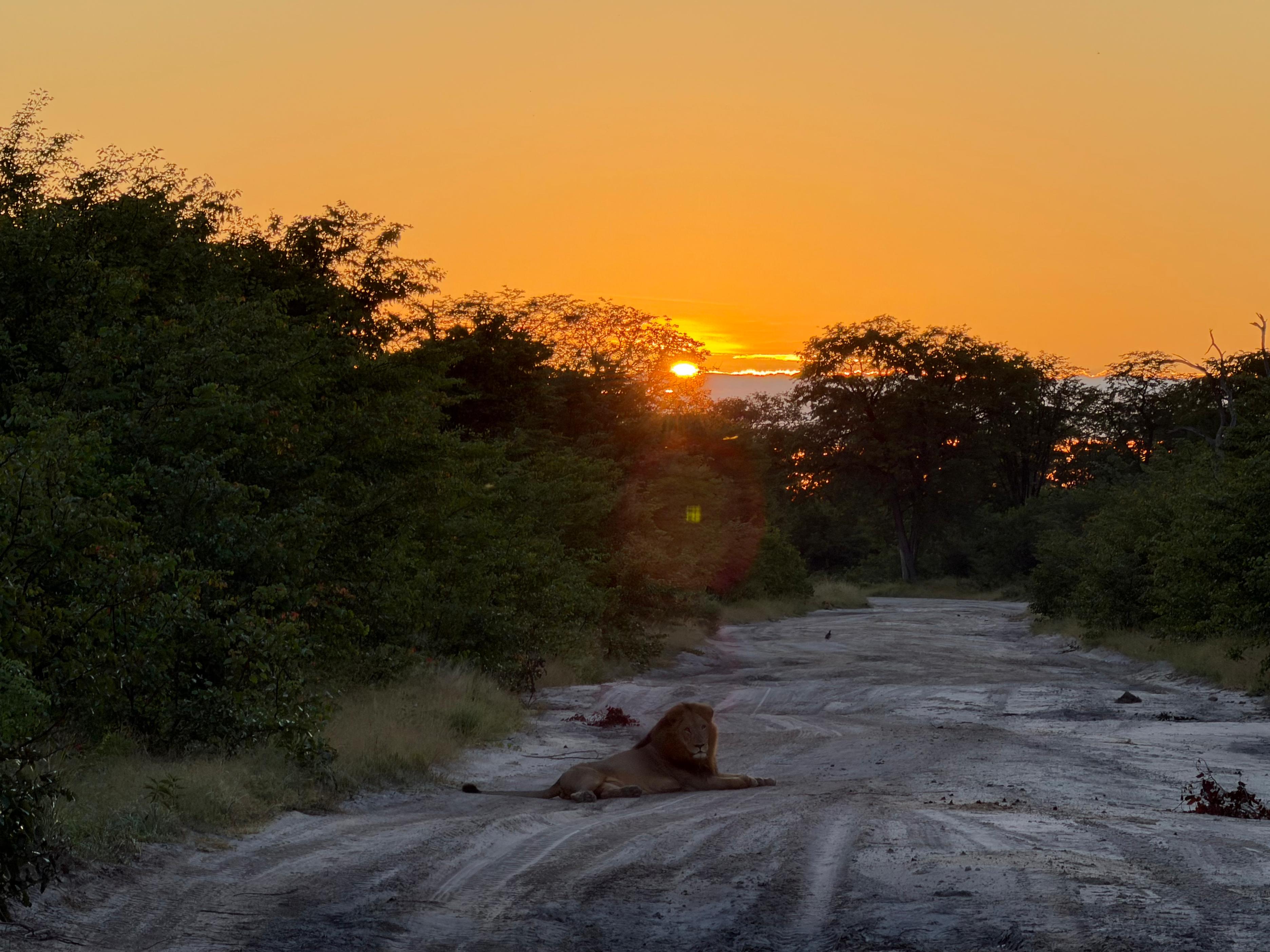 Rodrigo Palos - Lion sunset