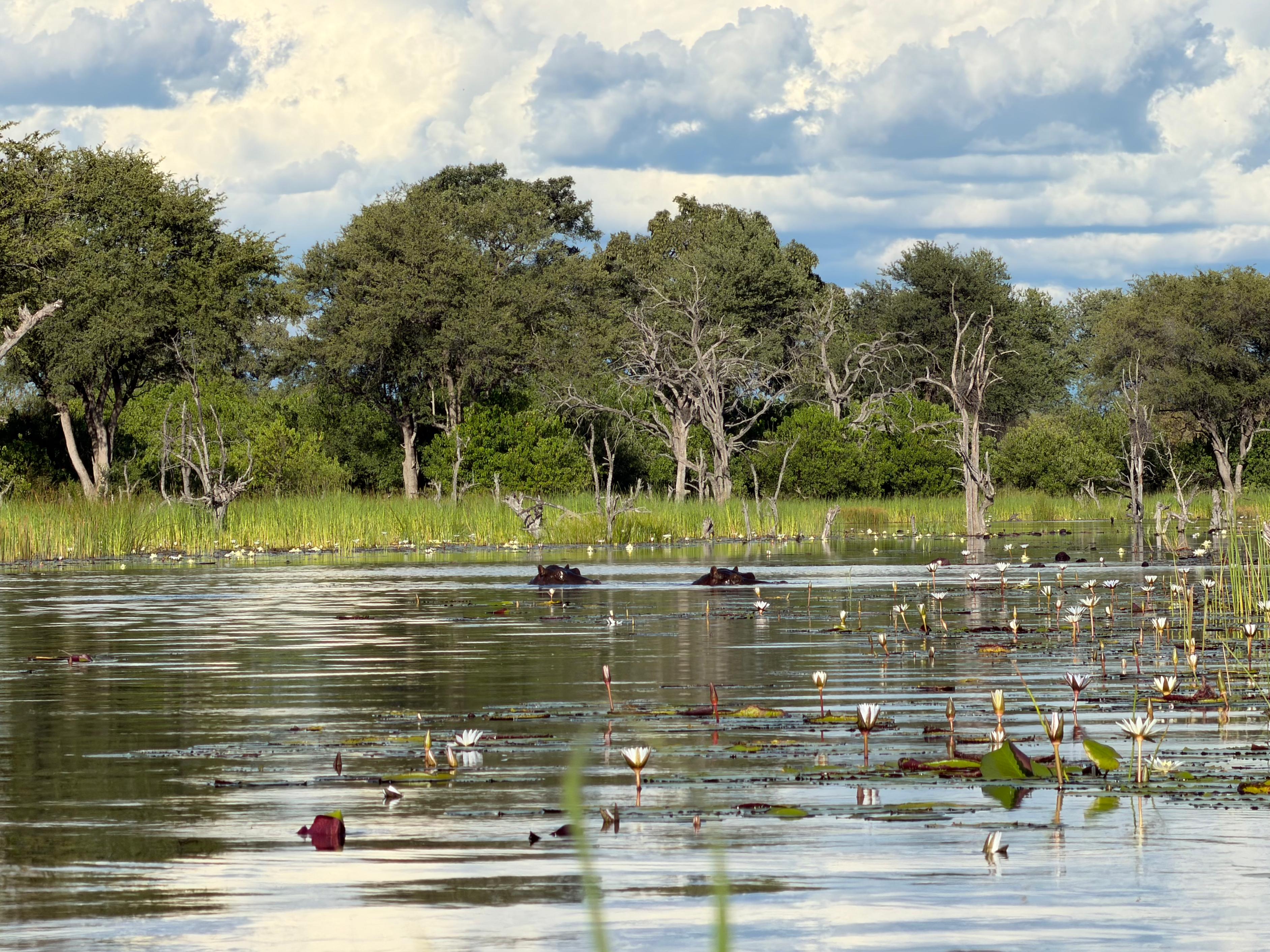 Rodrigo Palos - Mokoro Hippos in the water