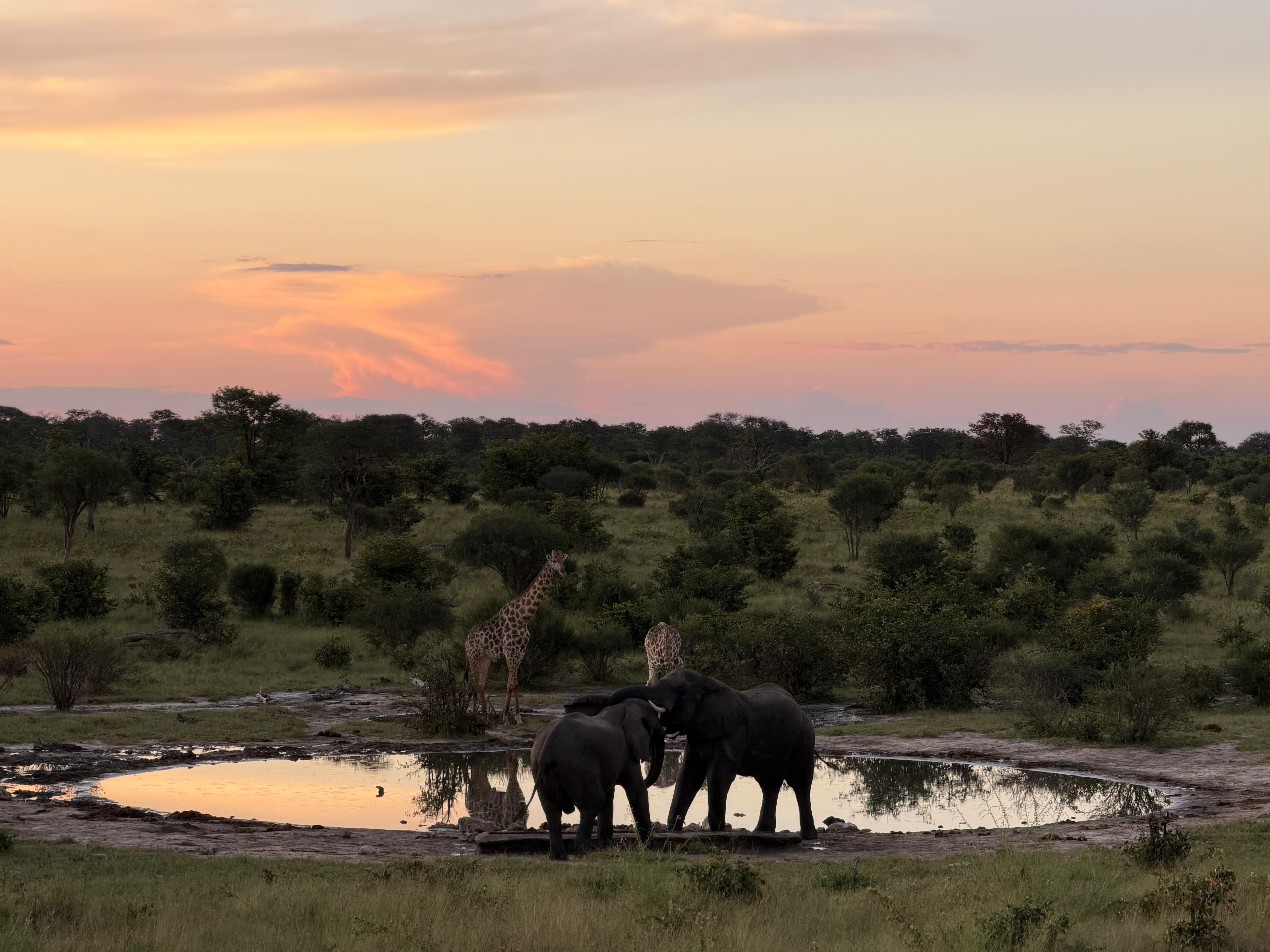 Rodrigo Palos - Elephant and giraffes 