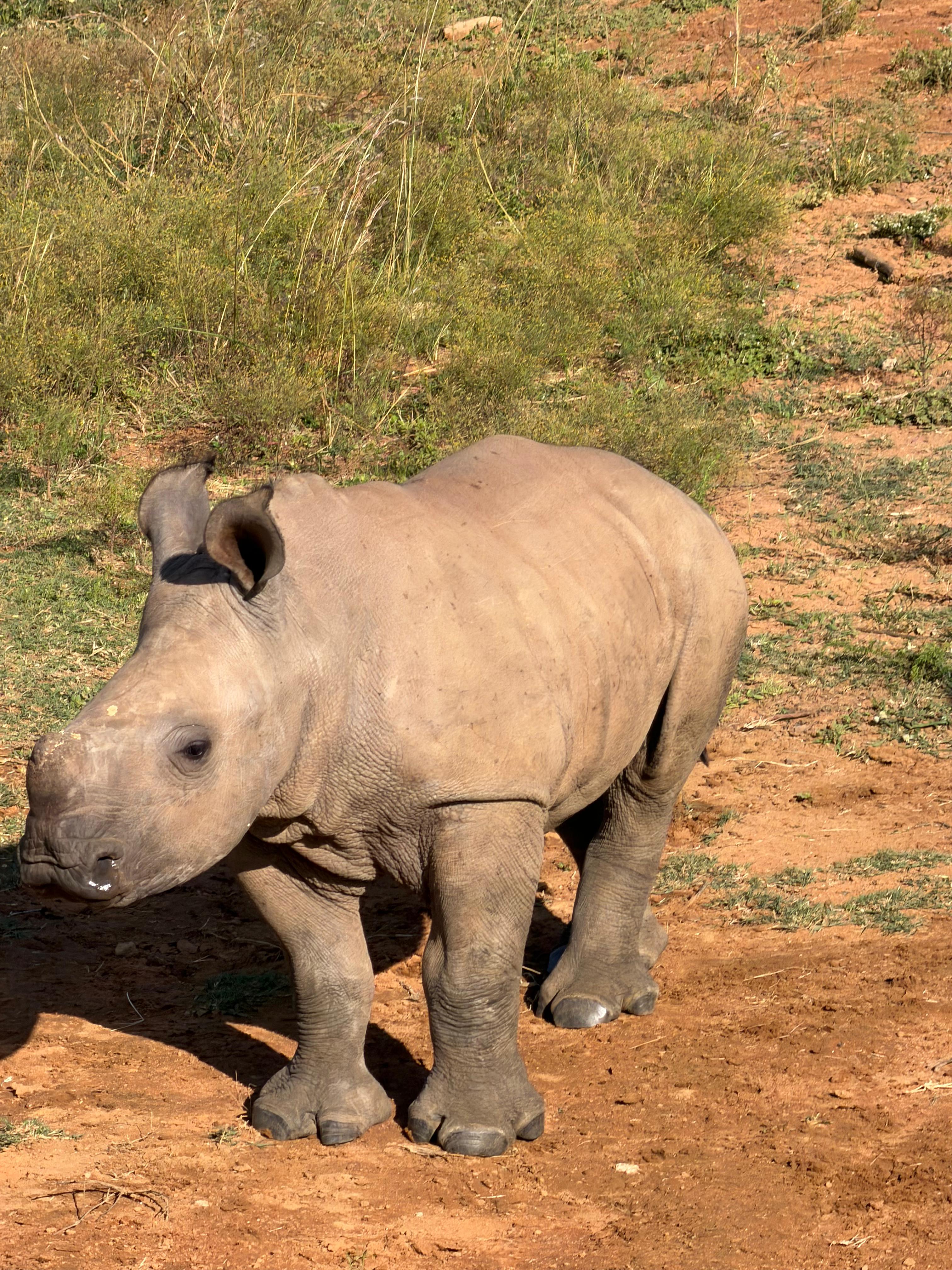Rodrigo Palos - baby rhino at an orphanage 