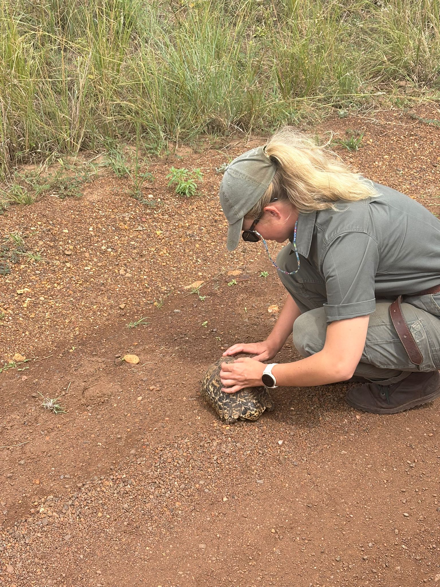 Paige Maine: staff member tagging a tortoise