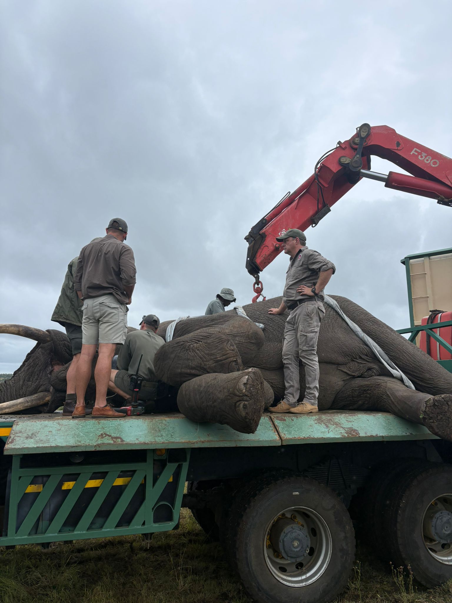 Paige Maine: sedated elephant ready for the vet to work on 