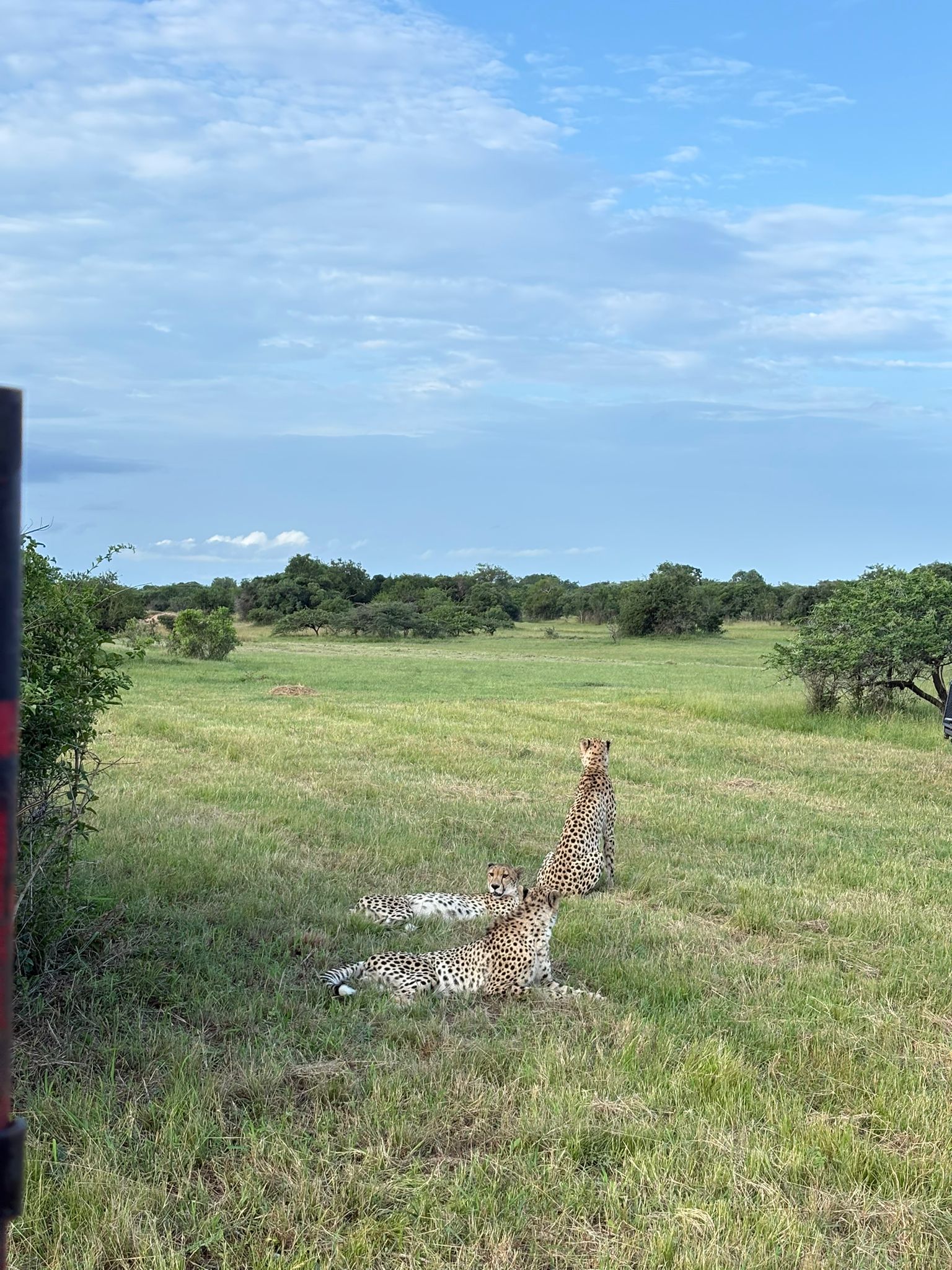 Paige Maine: cheetahs in the bush