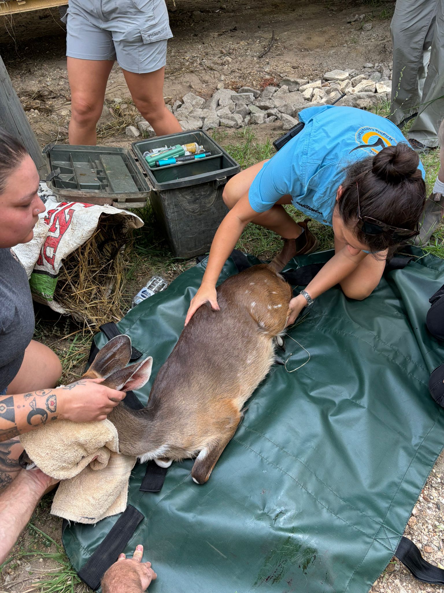 Paige Maine: vet working on an antelope