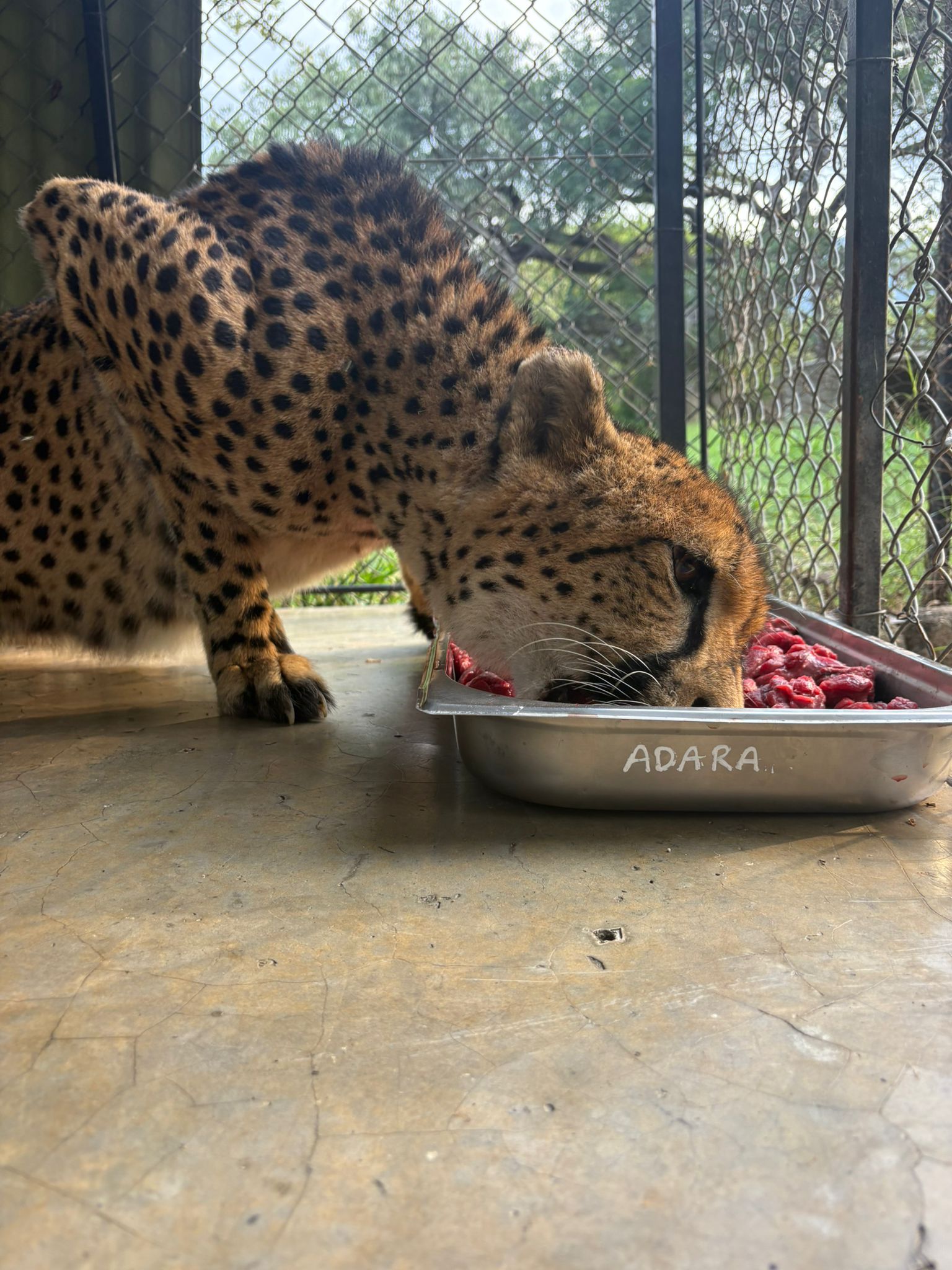 Paige Maine: cheetah feeding