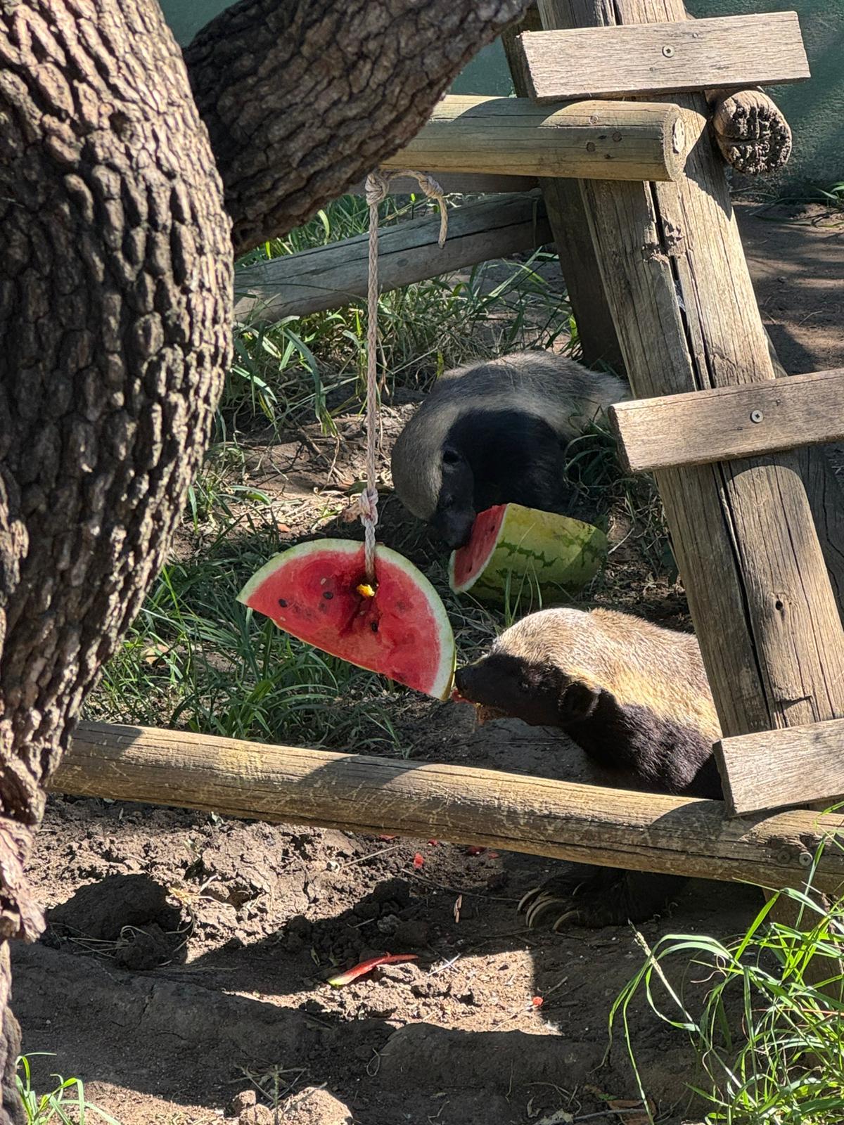 Paige Maine: honey badger eating some watermelon