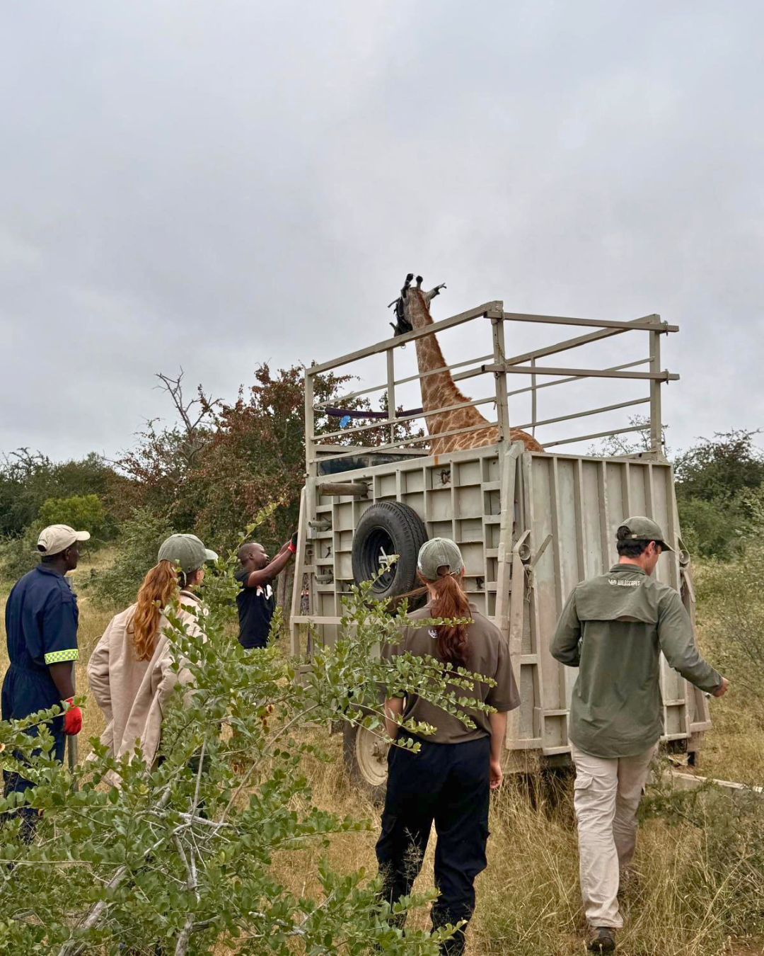 Katie Murray: Giraffe being released from Moholoholo