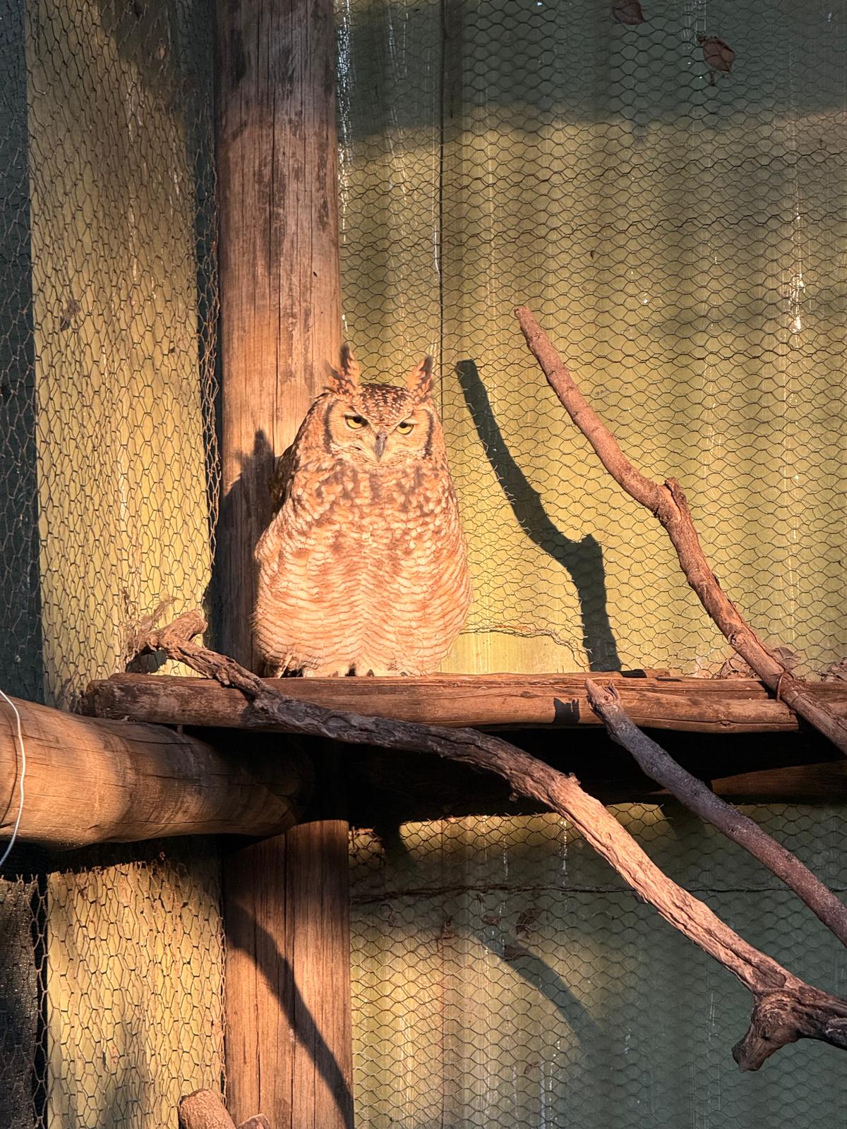 Katie Murray: Spotted Eagle Owl at Moholoholo