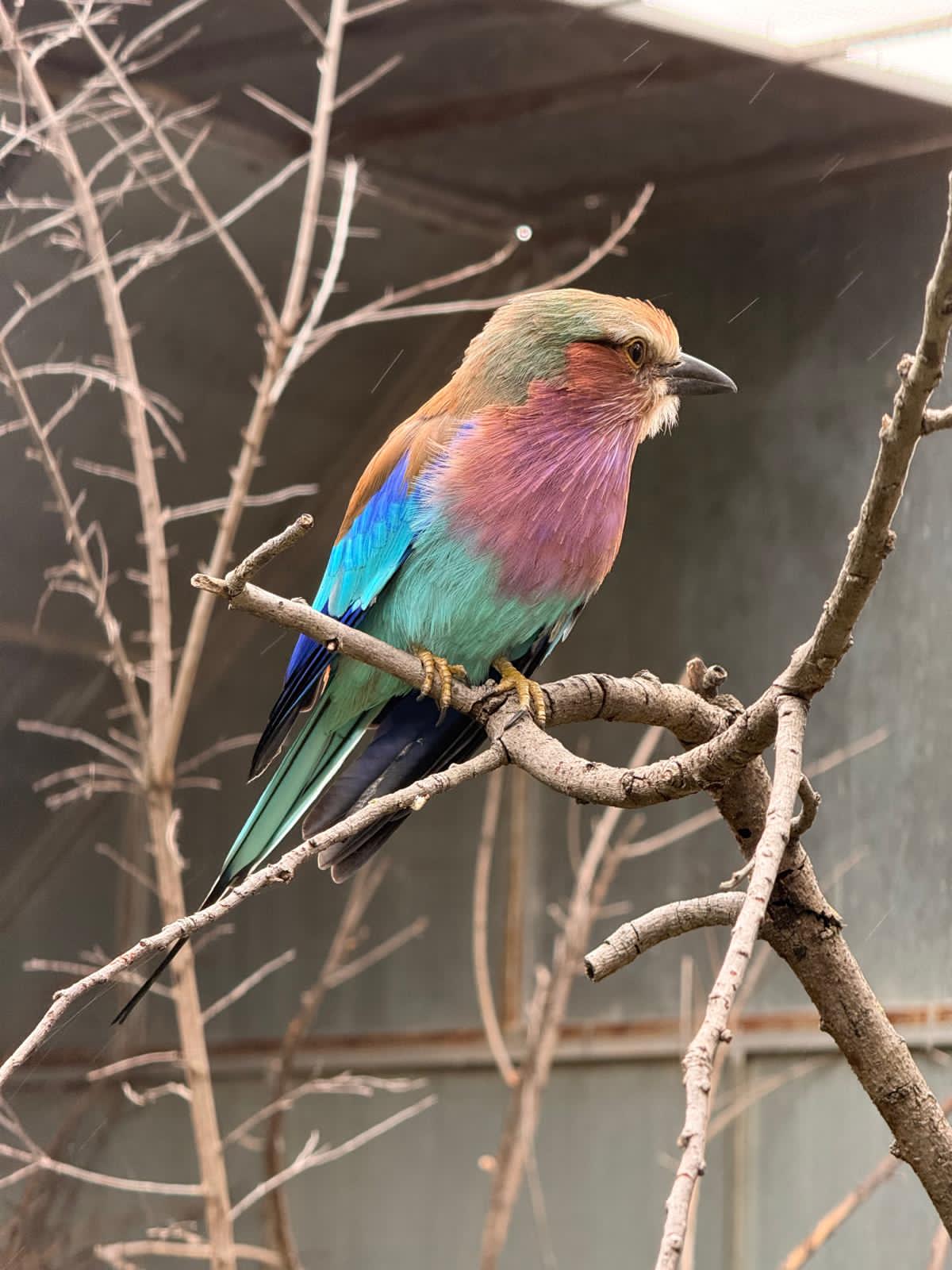 Katie Murray: Lilac breasted roller at Moholoholo