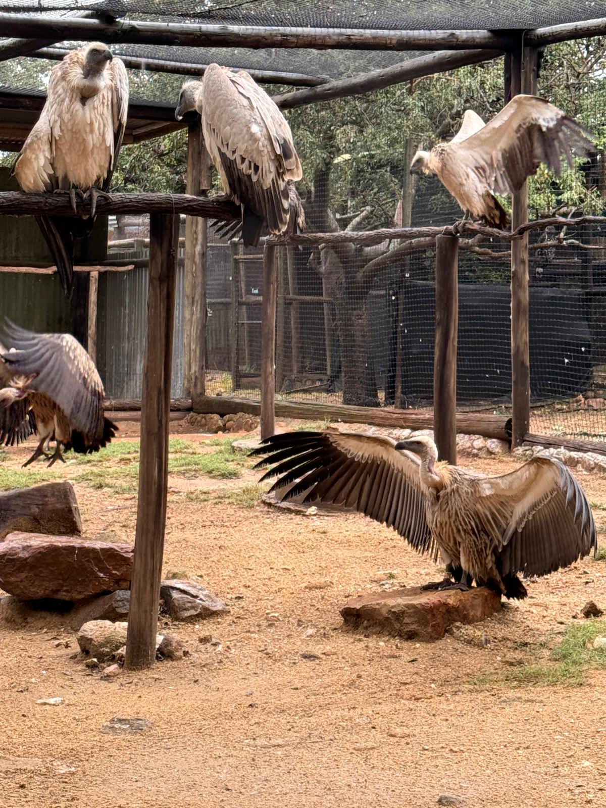 Katie Murray: Vultures at Moholoholo