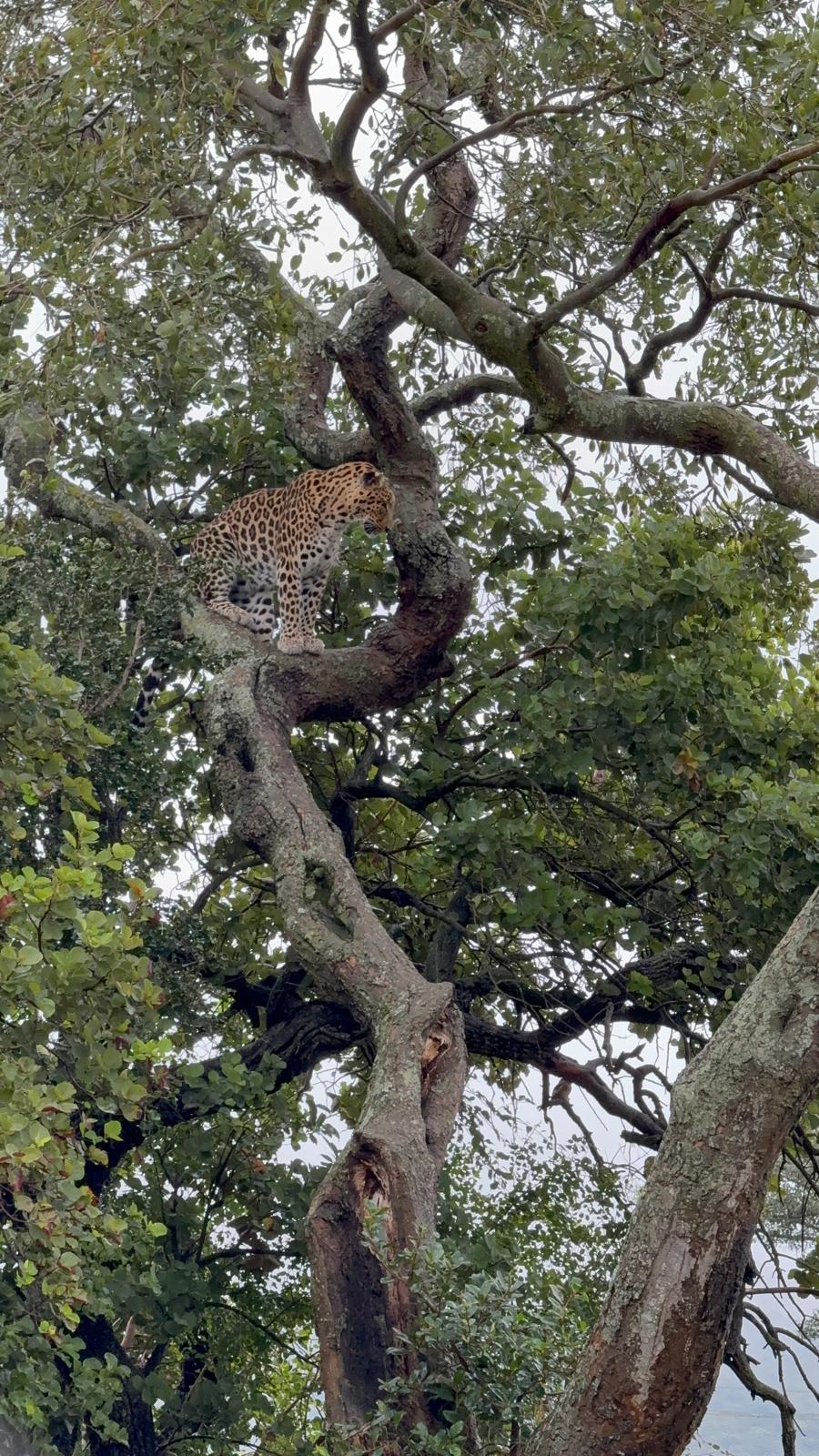 Katie Murray: Leopard in a tree at Moholoholo