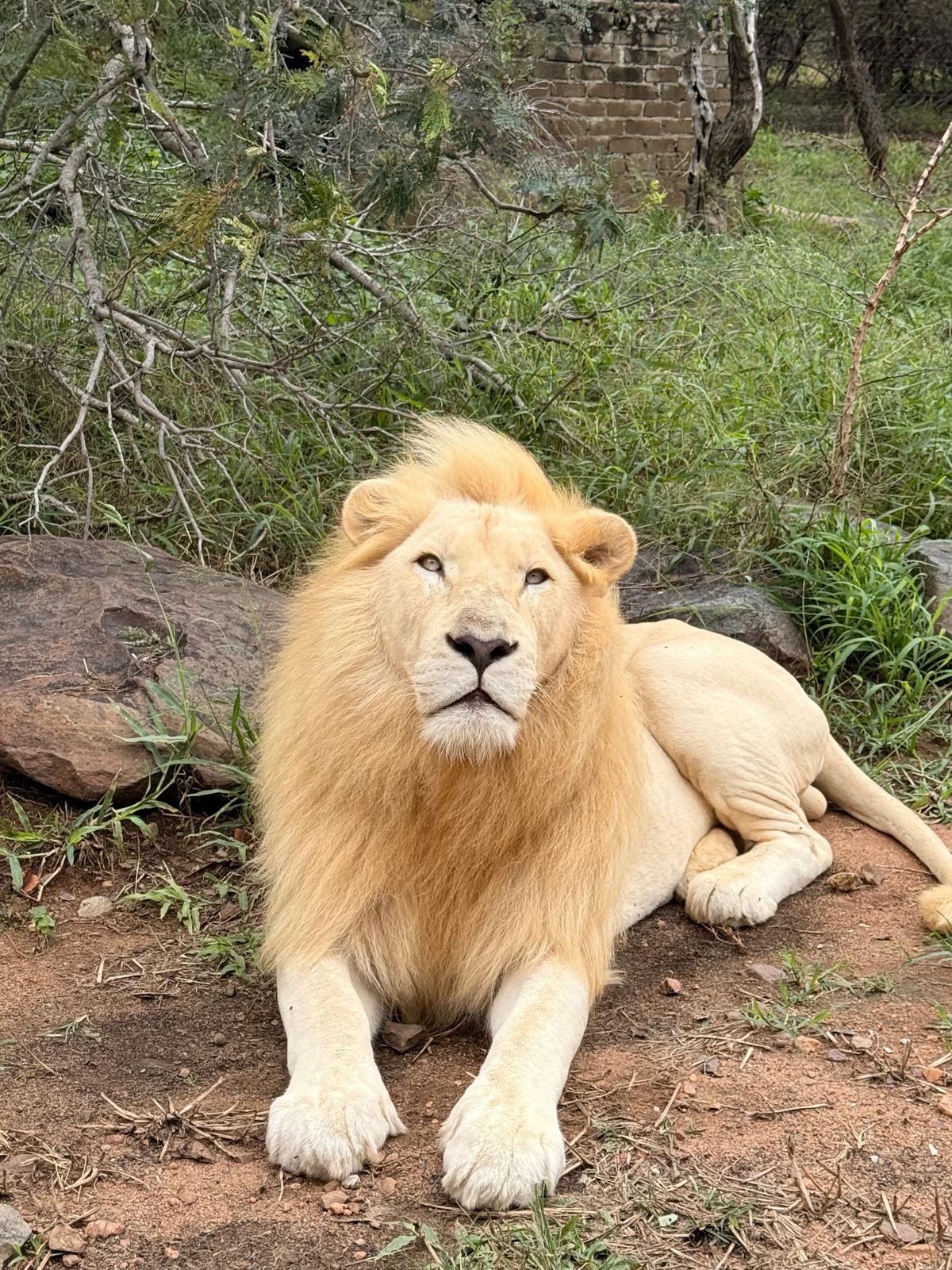 Katie Murray: Lion at Moholoholo