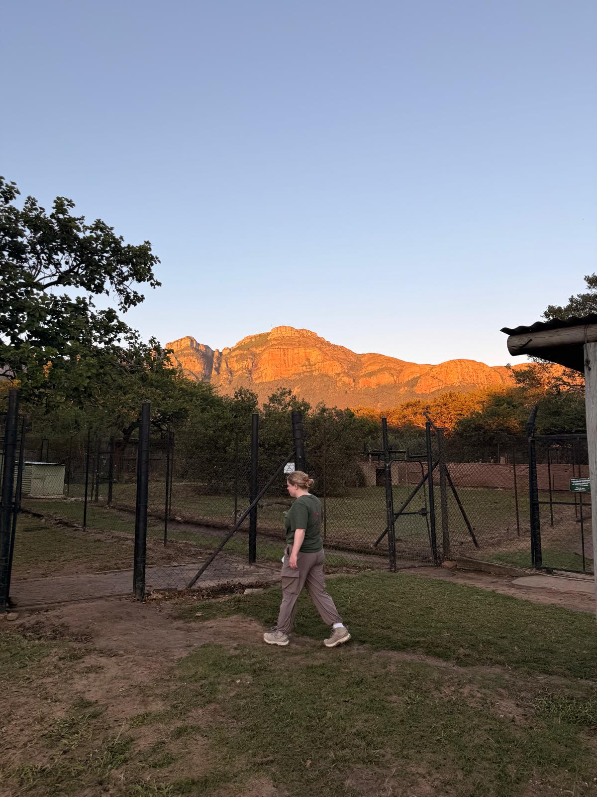 Katie Murray: Walking through Moholoholo while the sun sets on mountains behind