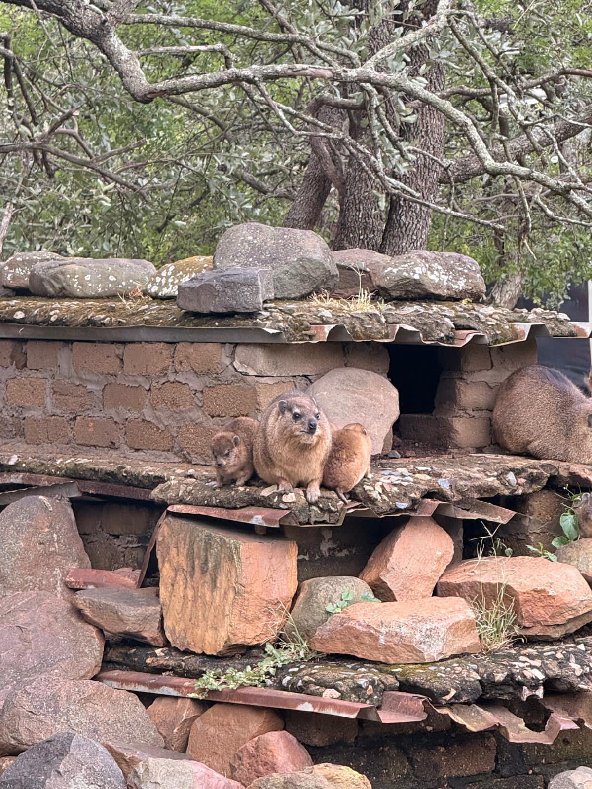 Katie Murray: Rock Hyrax family at Moholoholo