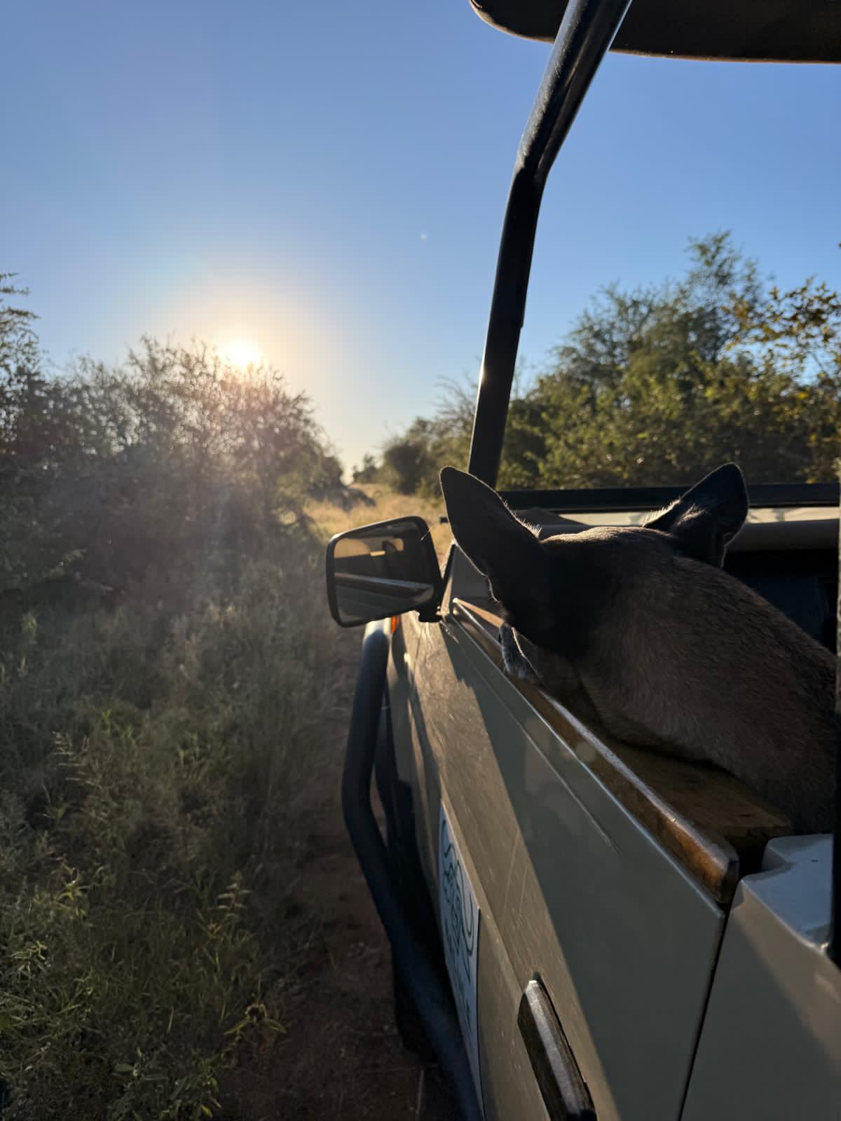 Katie Murray: Anti-poaching dog relaxing on game drive at Vikela