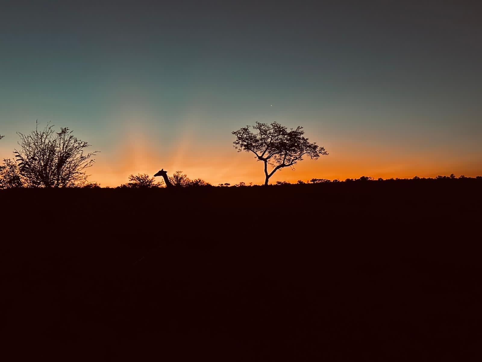 Katie Murray: Giraffe and landscape at sunset on Vikela project