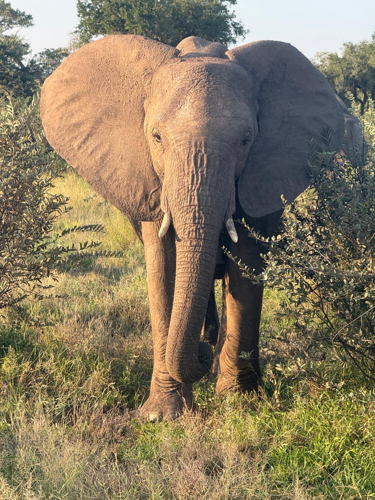 Katie Murray: Elephant close up at Vikela
