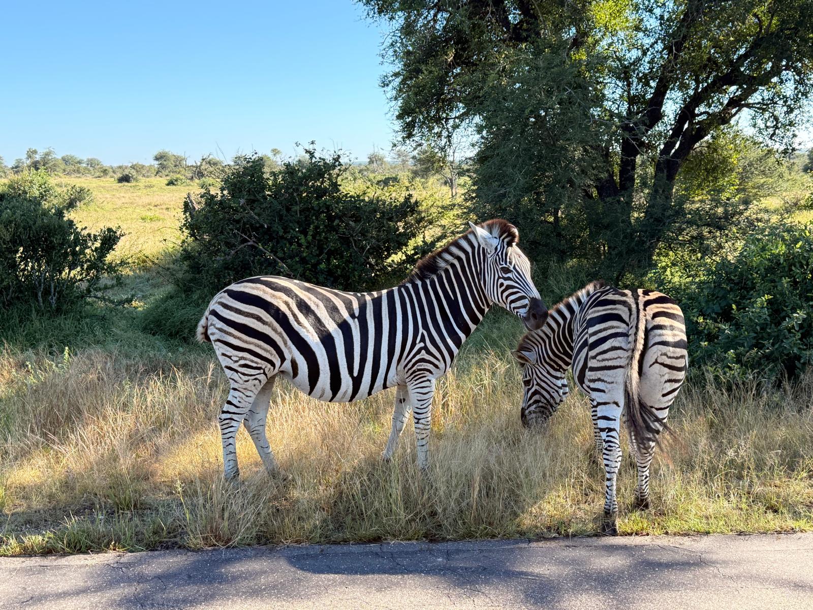 Katie Murray: Zebras on Vikela