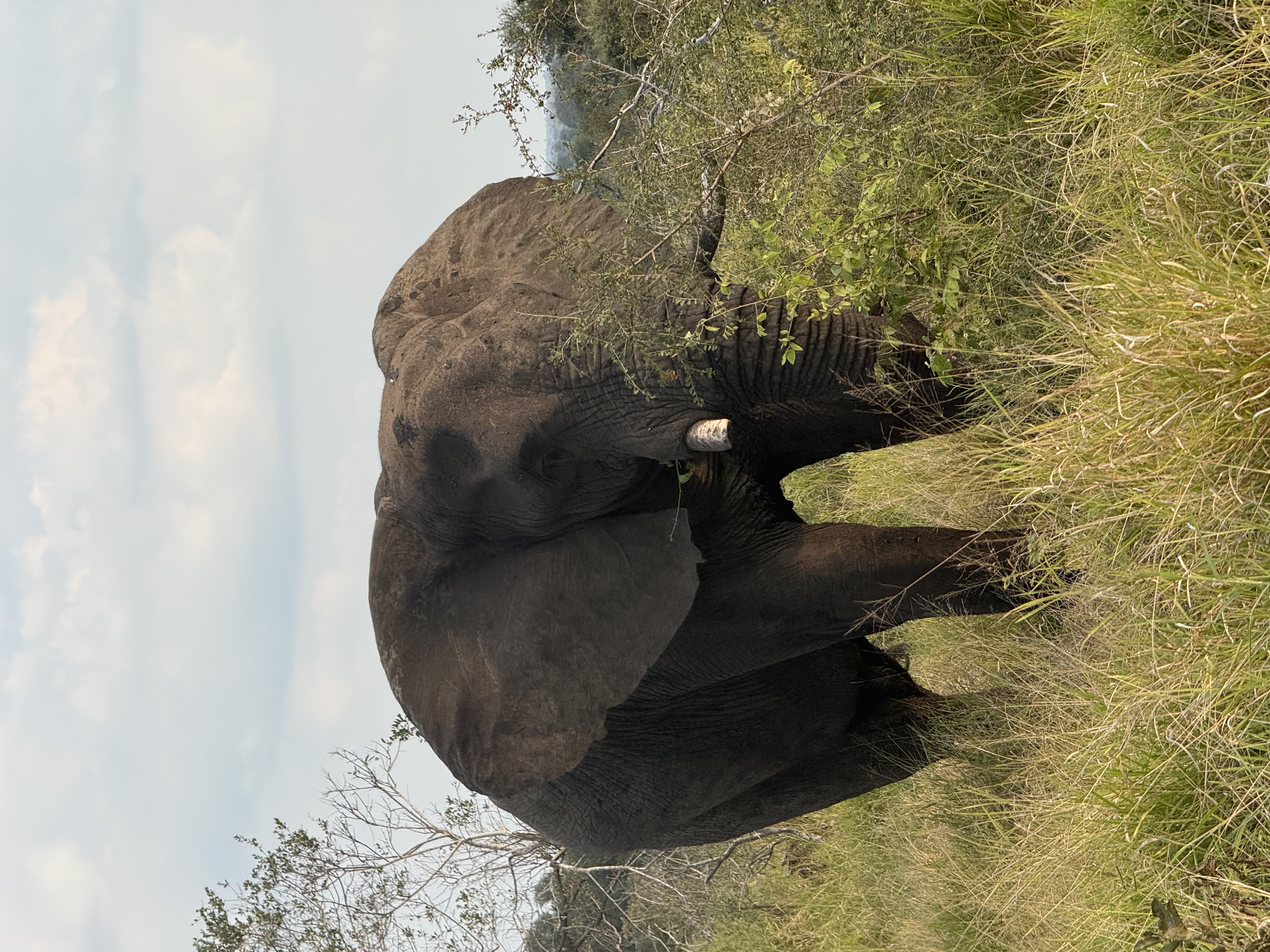 Carter Whitehair - Elephant