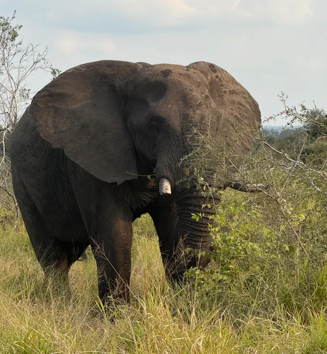 Carter Whitehair - Elephant