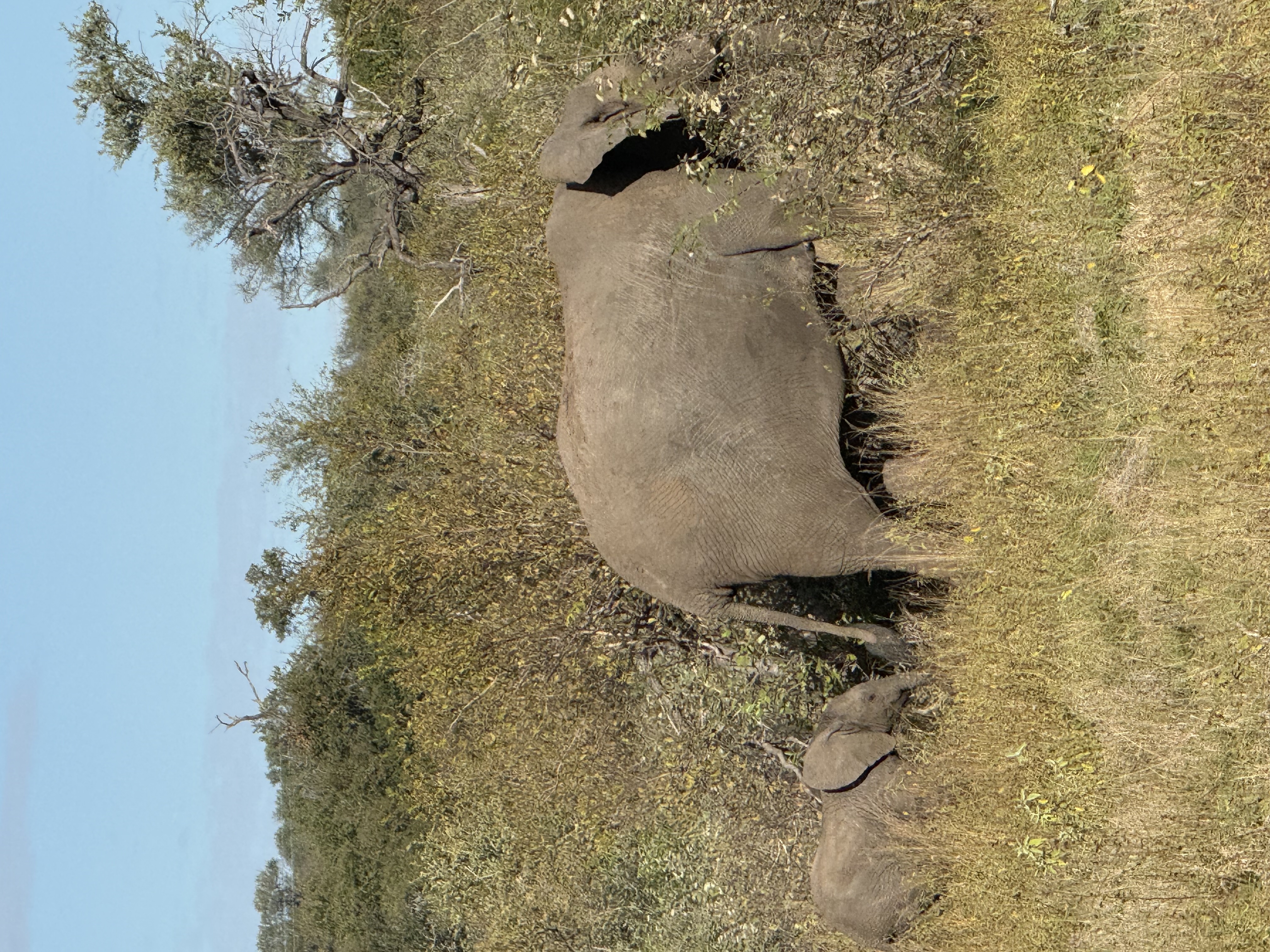 Carter Whitehair - Elephant and calf