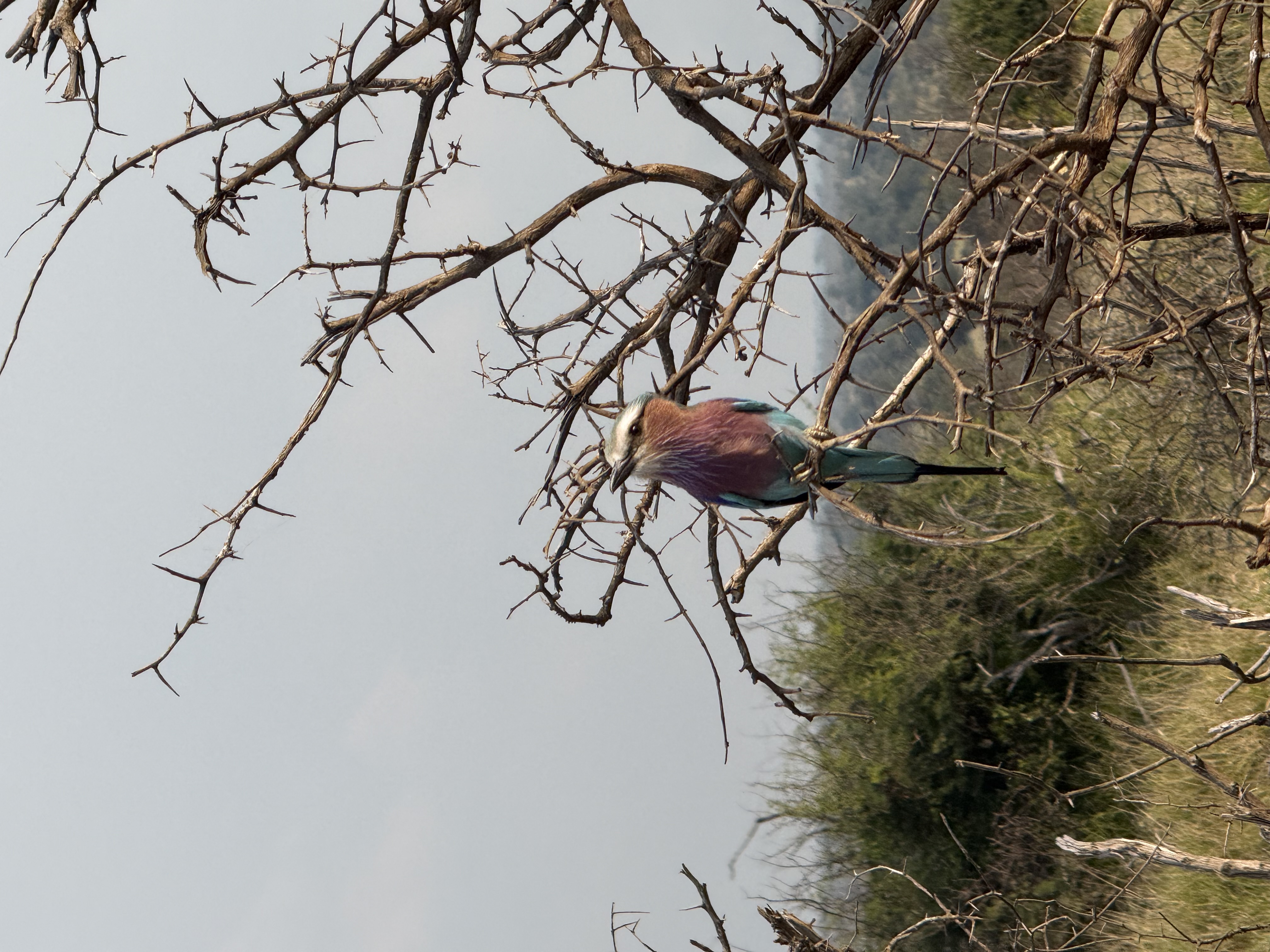 Carter Whitehair - Lilac-brested roller