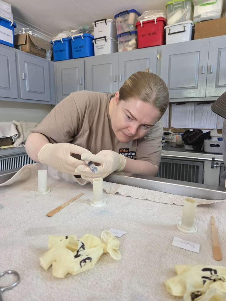 MaryClaire Murray - Working in vet clinic at Moholoholo